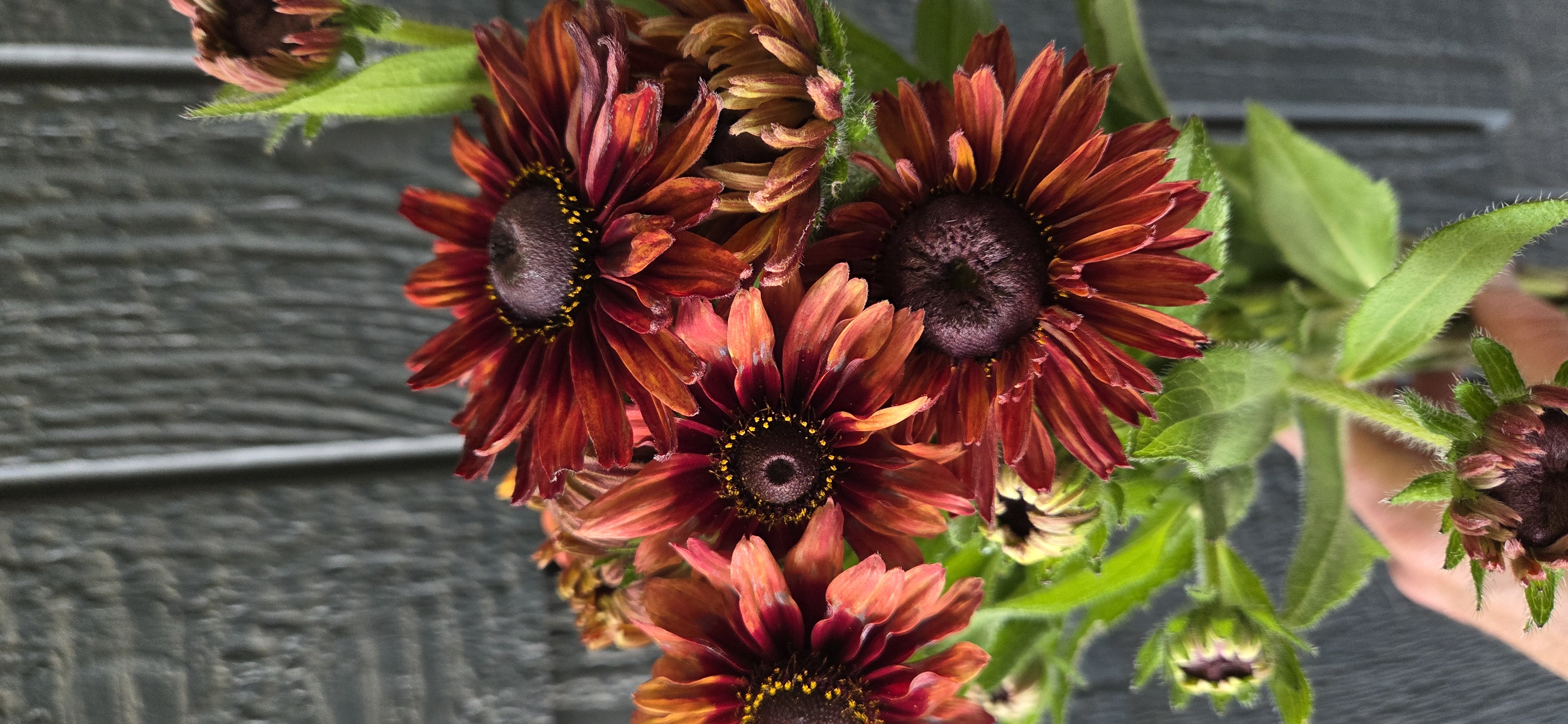 RUDBECKIA hirta Sahara