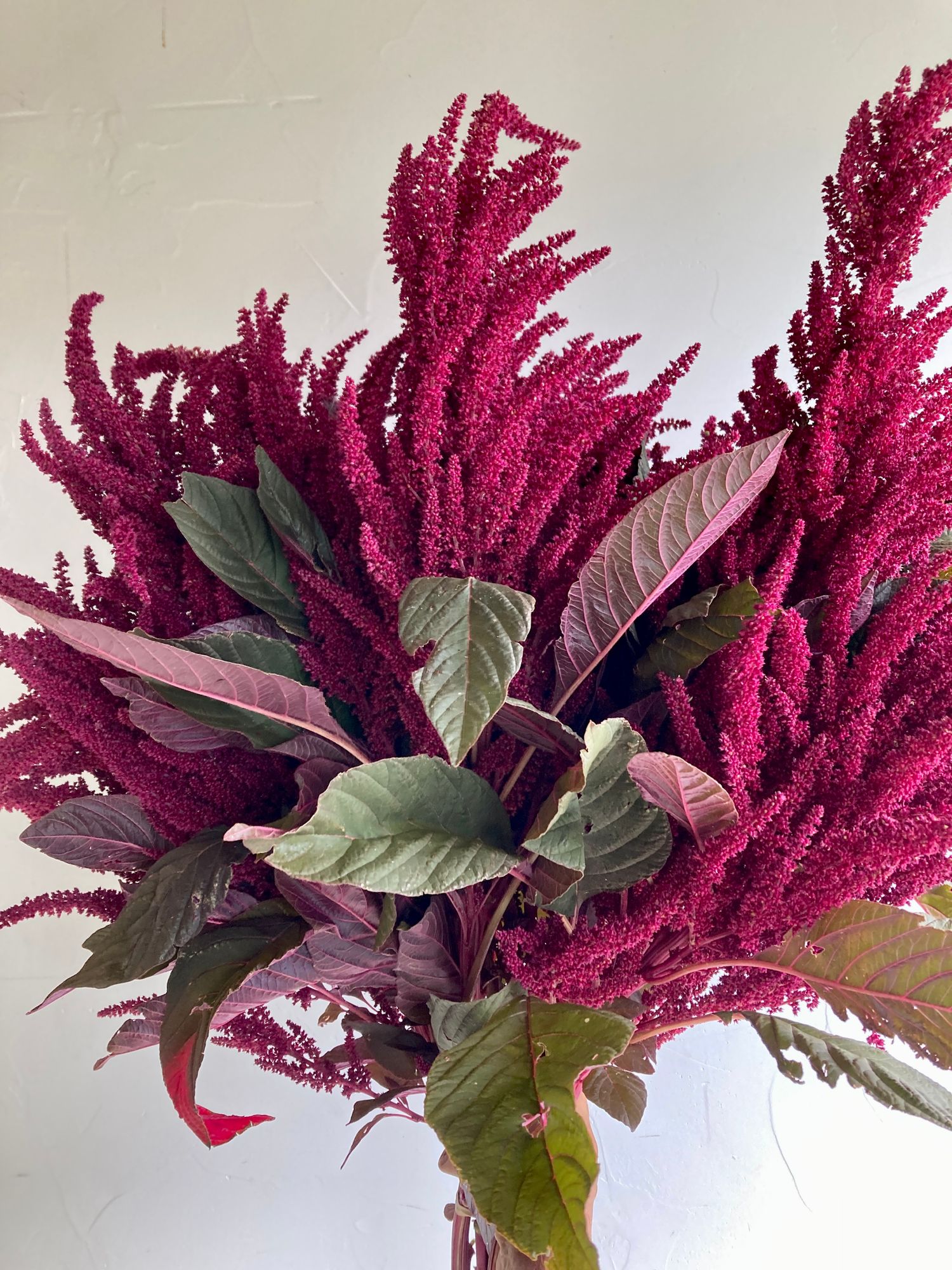AMARANTHUS cruentus Hot Chili