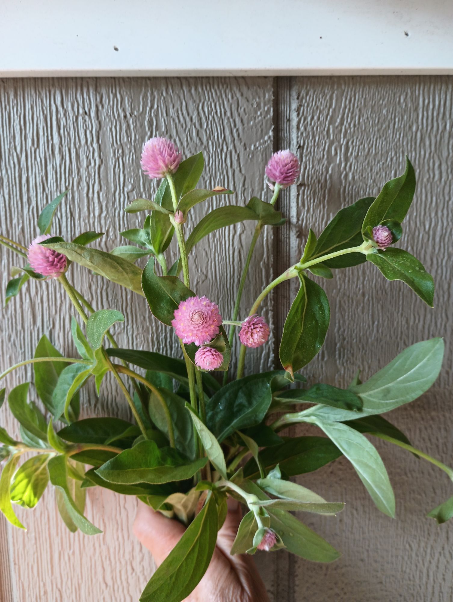 GOMPHRENA globosa QIS