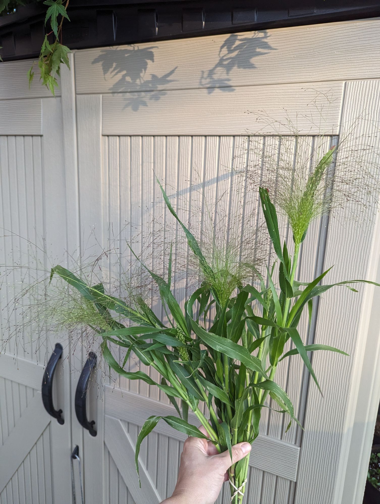 PANICUM elegans