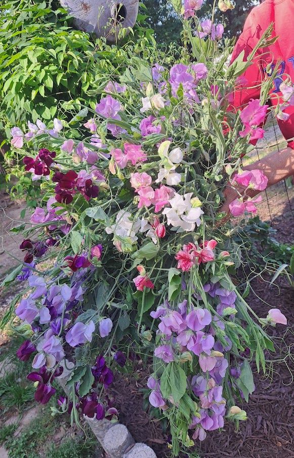 LATHYRUS odoratus Elegance
