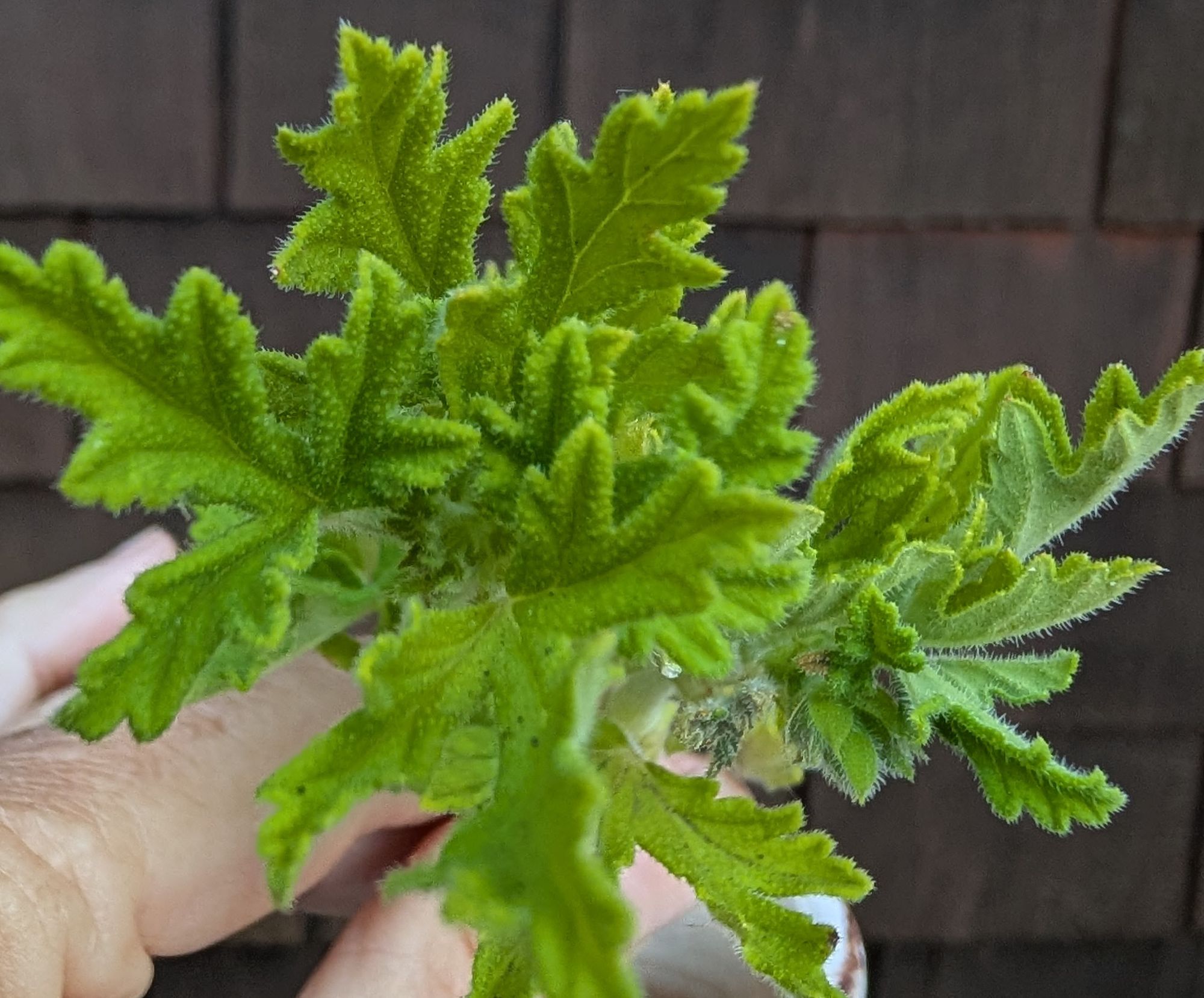 PELARGONIUM crispum
