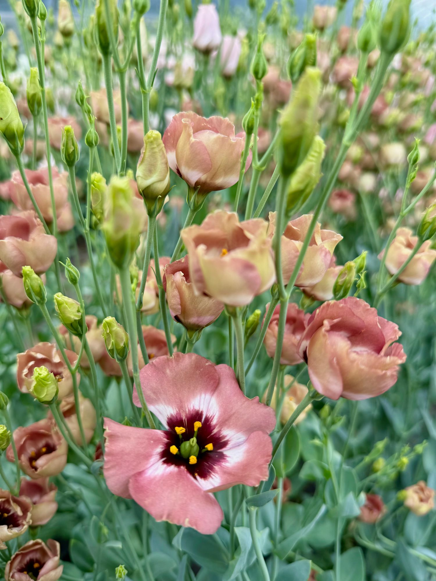 EUSTOMA grandiflorum Puccino Chocolate