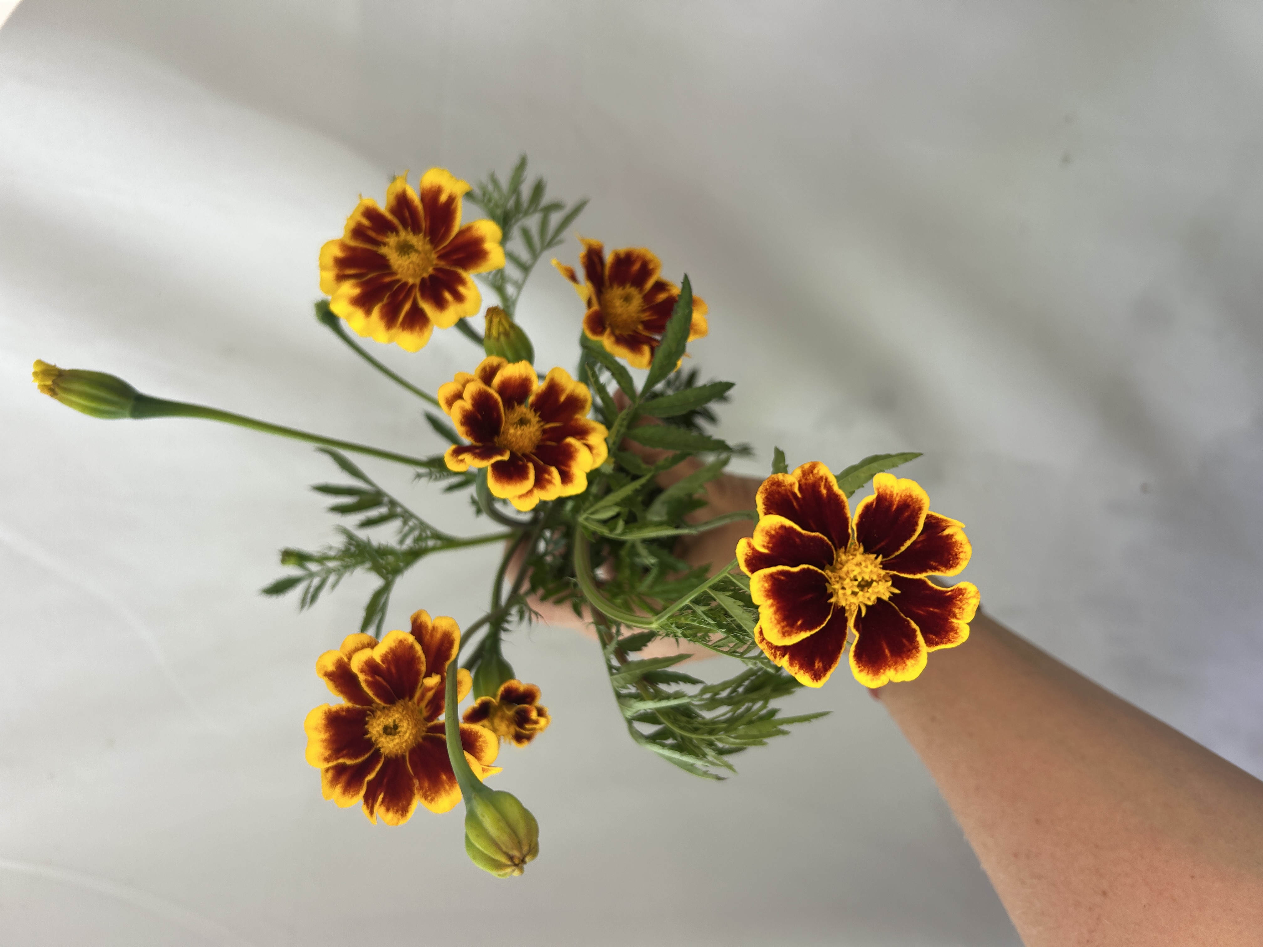 TAGETES patula