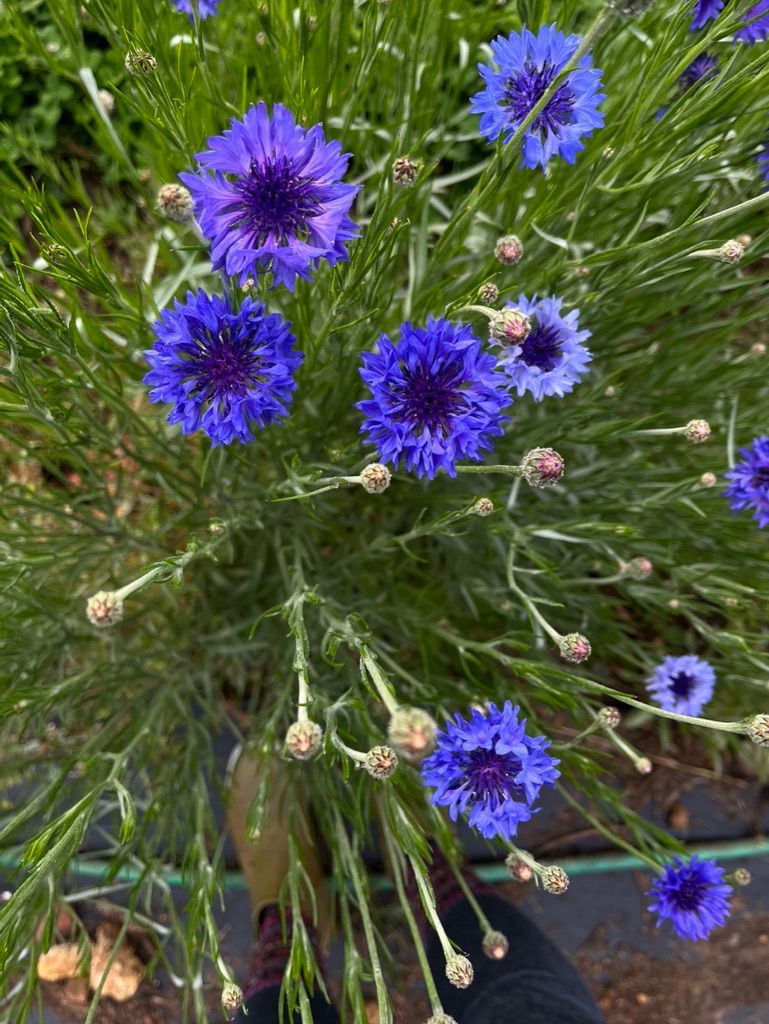 CENTAUREA cyanus Blue Boy