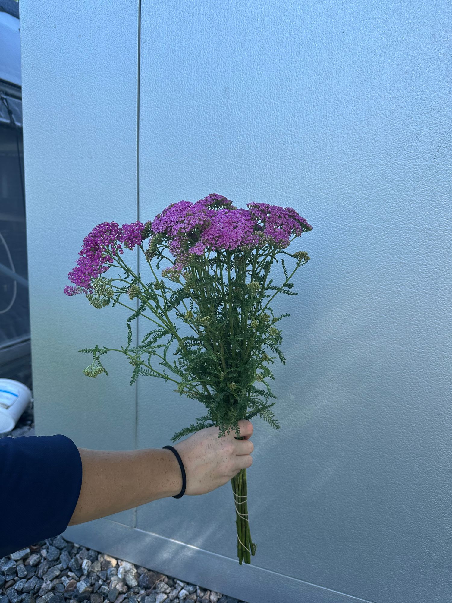 ACHILLEA ageratifolia