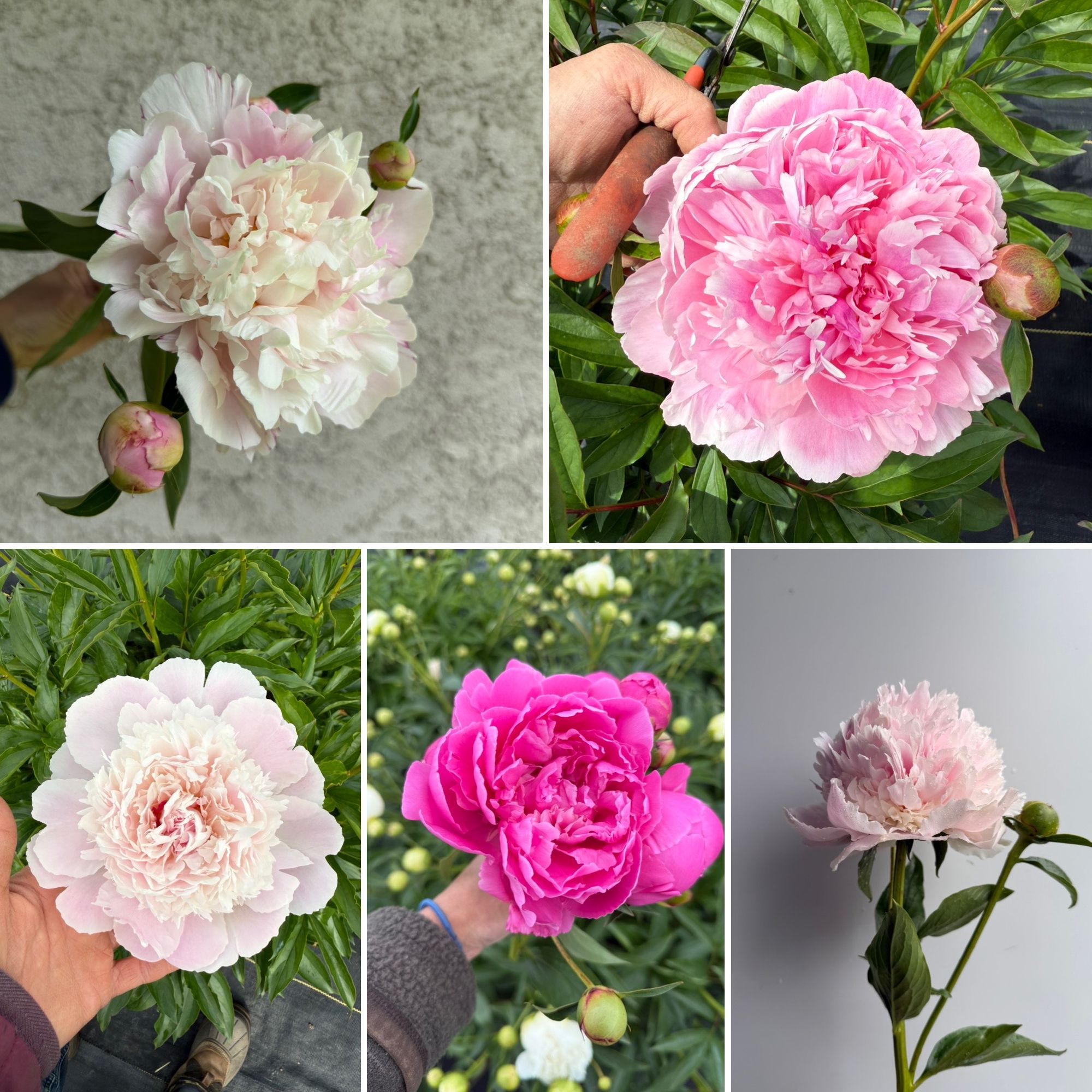 PAEONIA