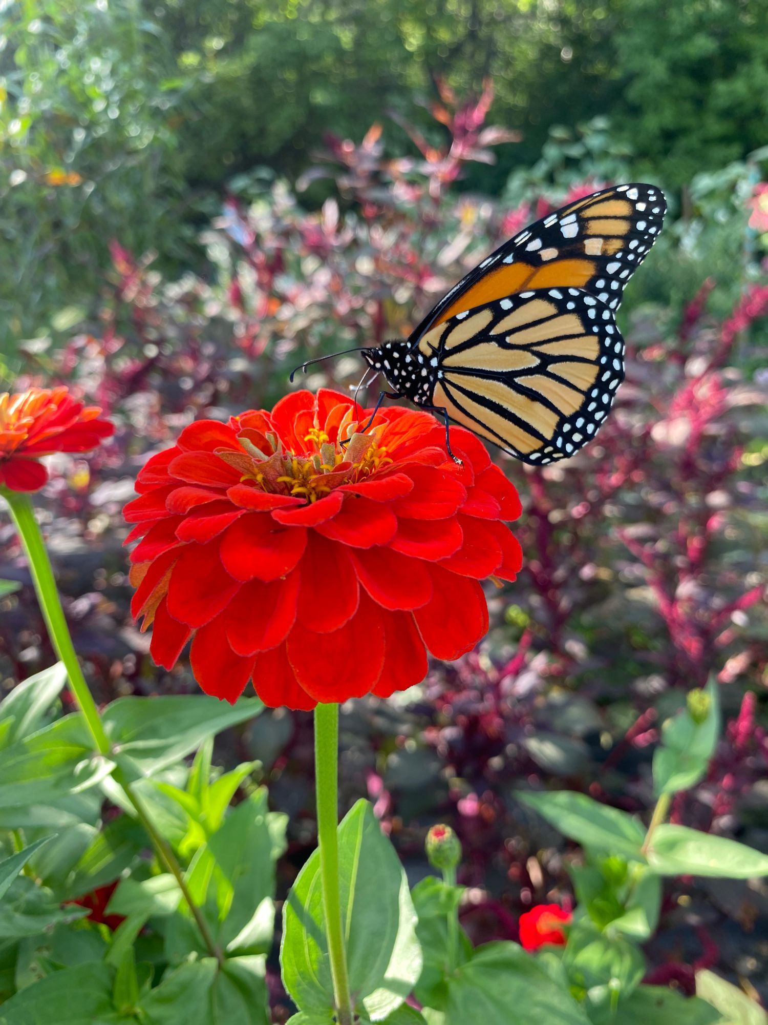 ZINNIA elegans Dahlia Flowered