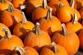 Cucurbit: Squash, Pumpkin Pie