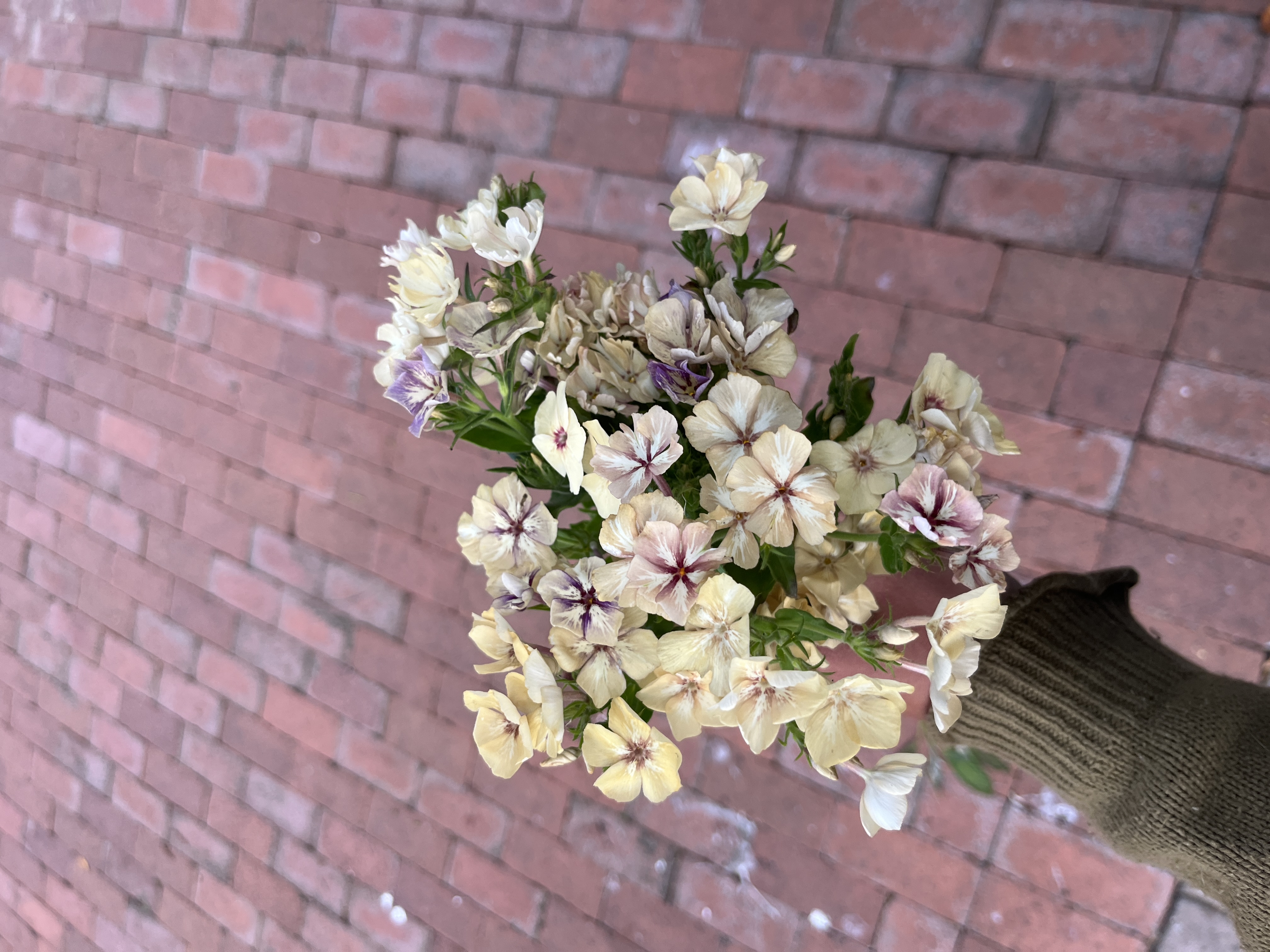 PHLOX drummondii Creme Brulee