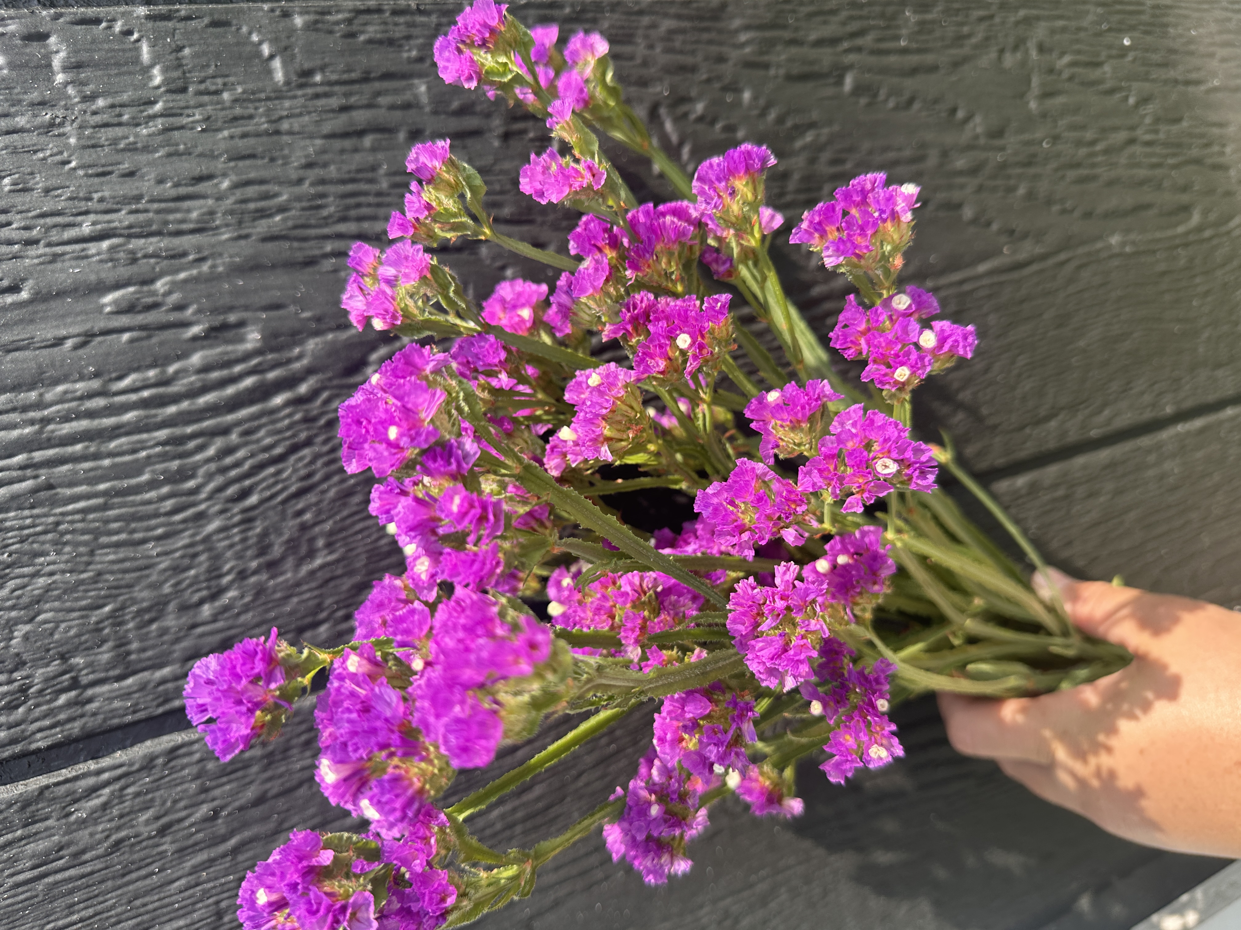 LIMONIUM sinuatum Forever Blue
