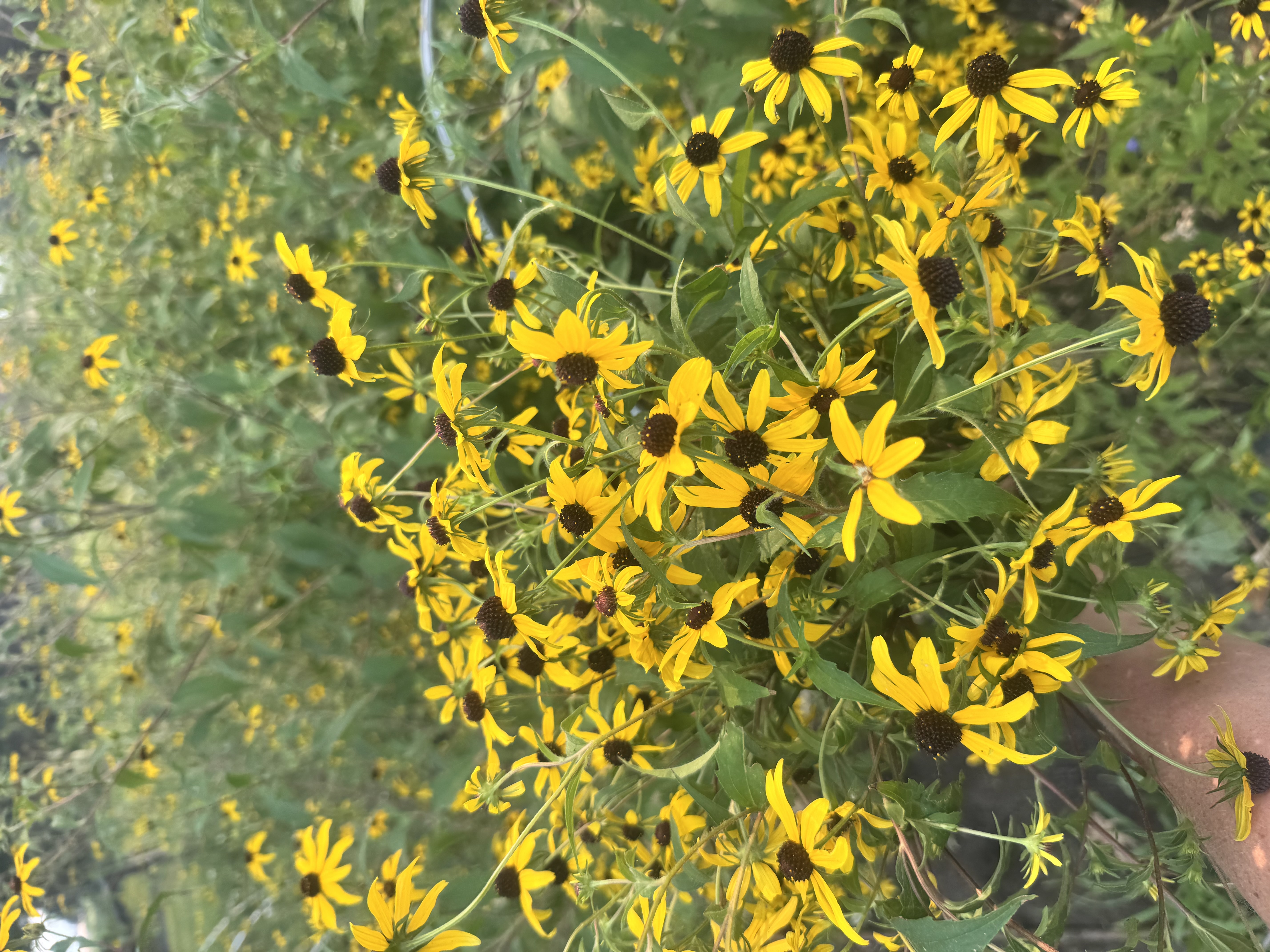 RUDBECKIA triloba