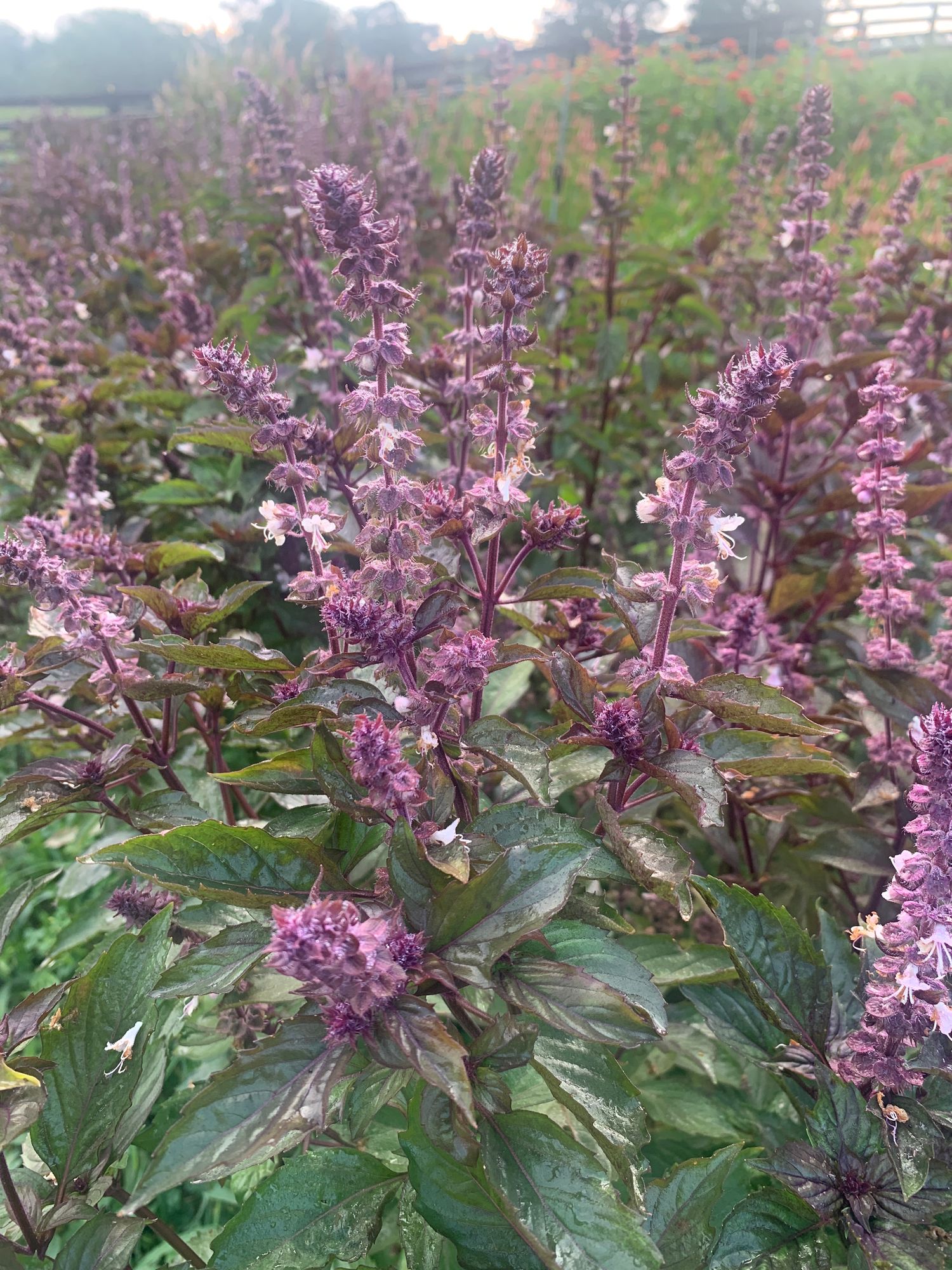 OCIMUM basilicum Aromatto