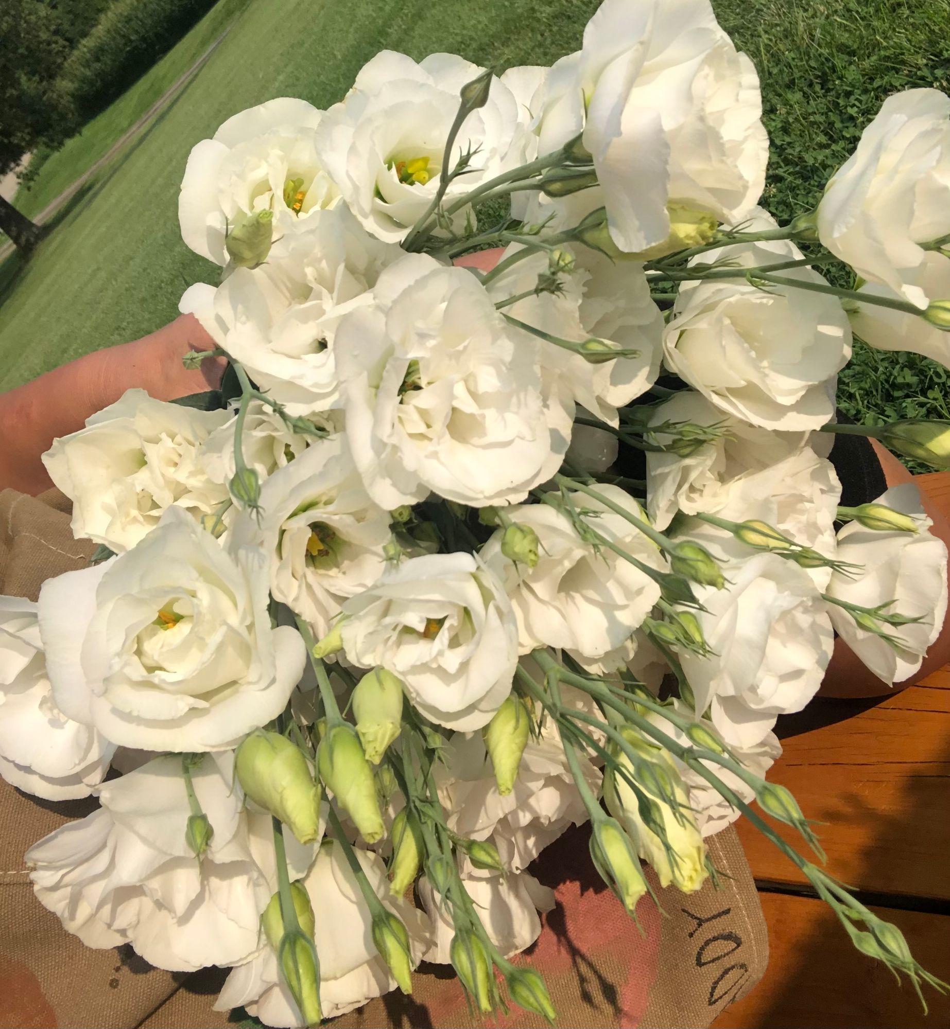 EUSTOMA grandiflorum ABC 1