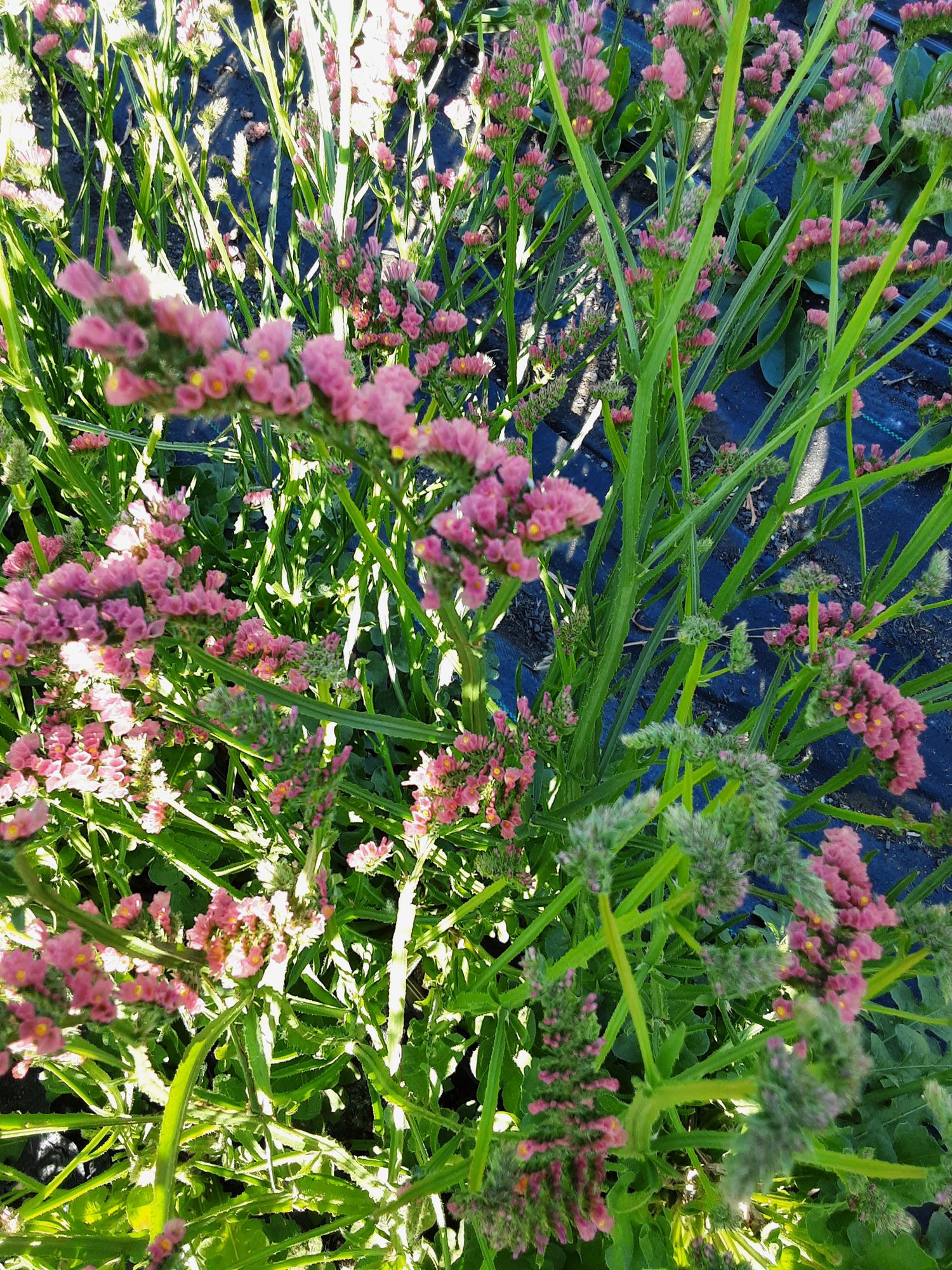 LIMONIUM sinuatum QIS Rose