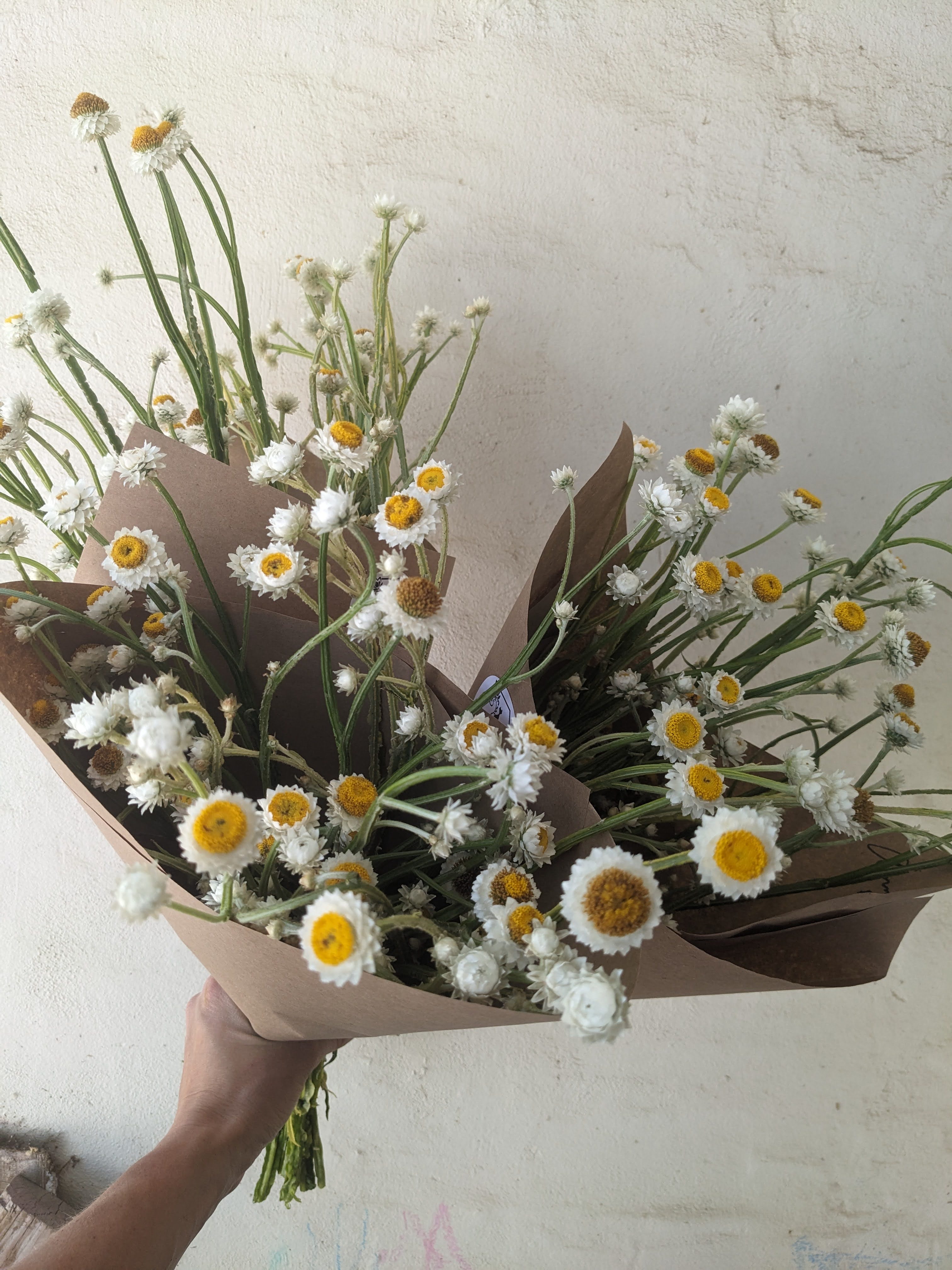 AMMOBIUM alatum