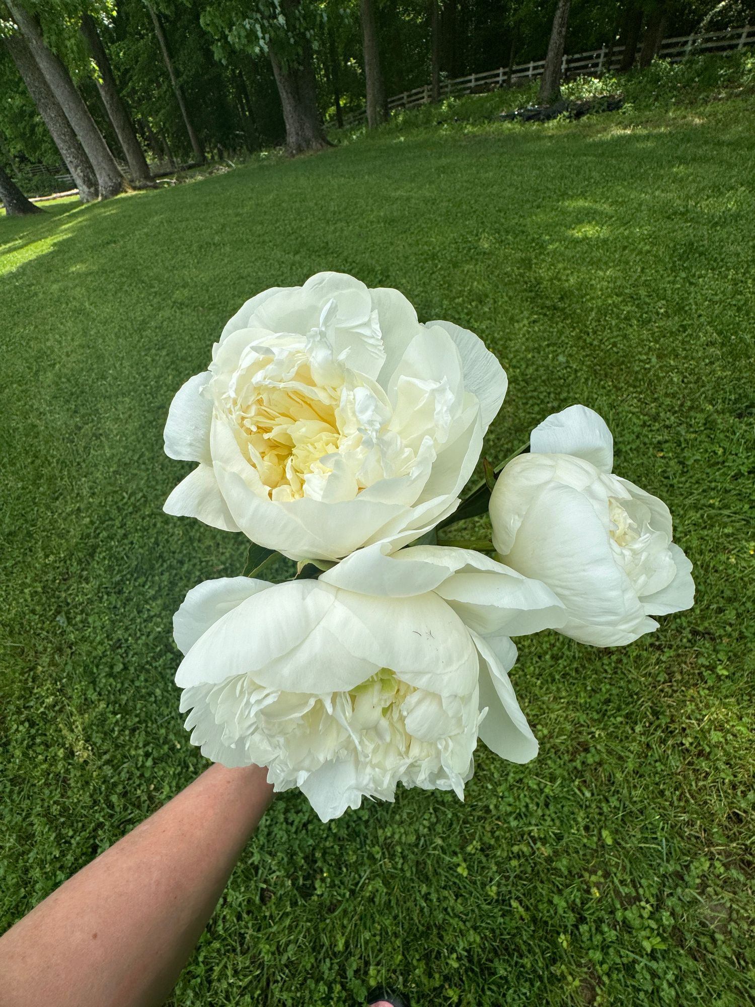 PAEONIA lactiflora Duchesse De Nemours