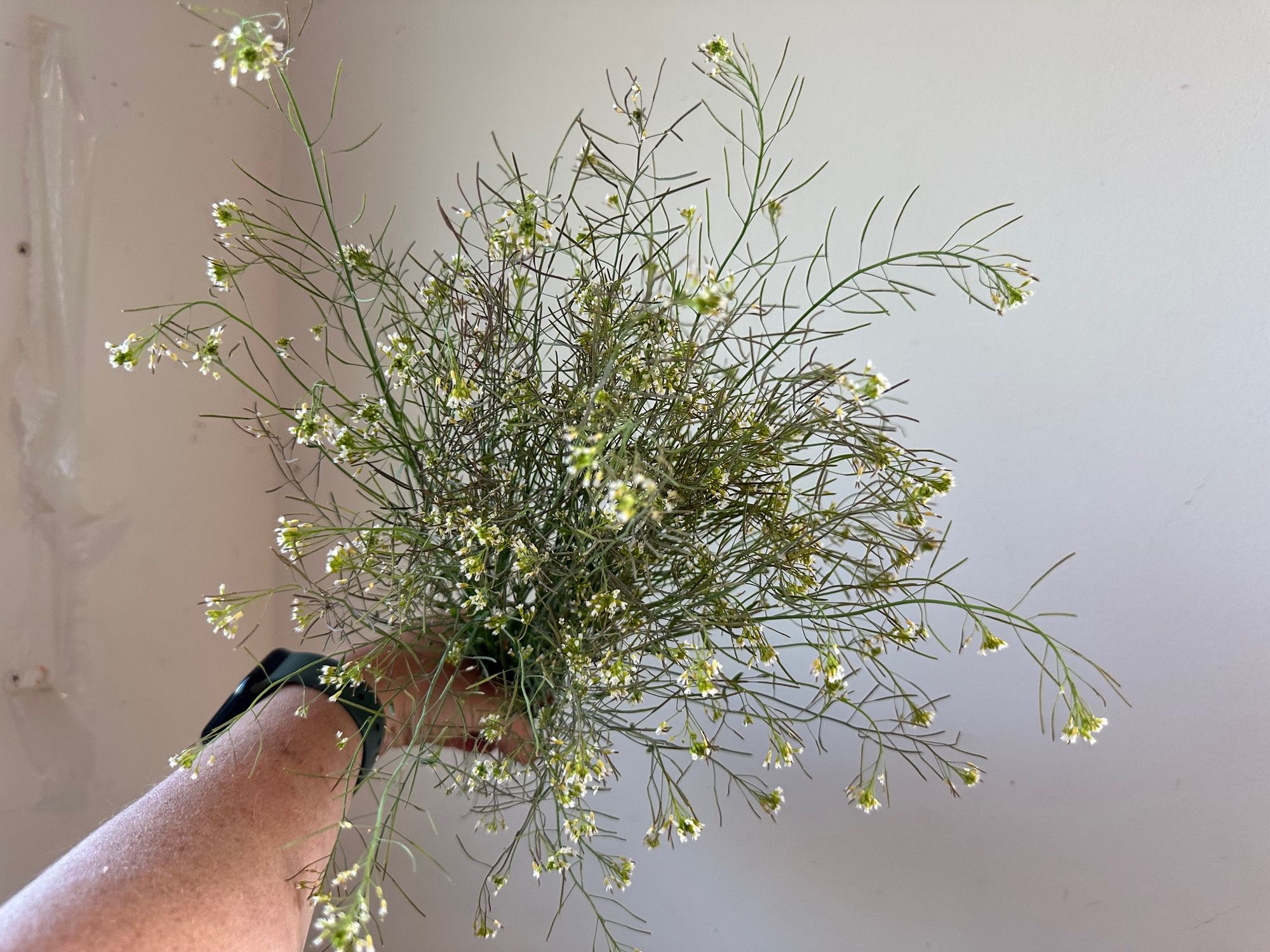 LEPIDIUM sativum