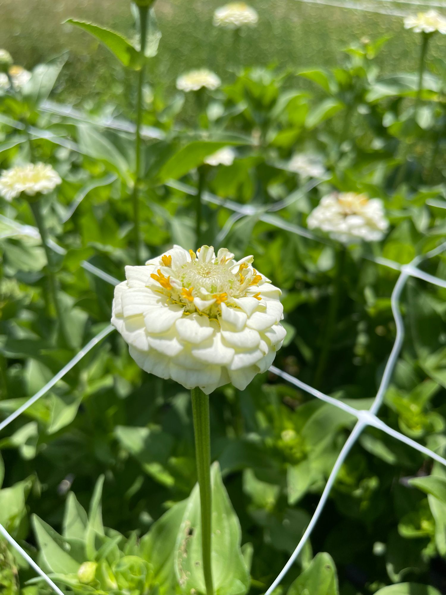 ZINNIA elegans Oklahoma Series