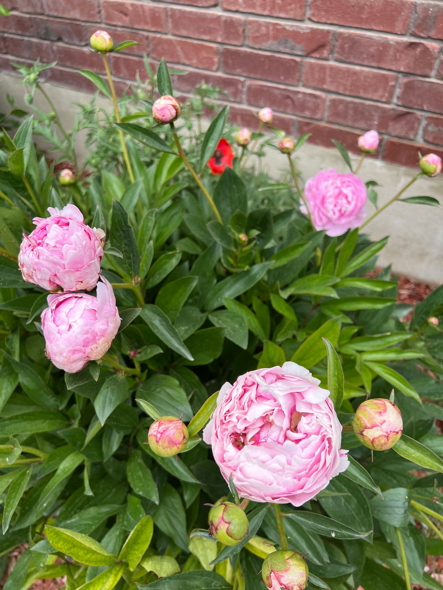 PAEONIA lactiflora Sarah Bernhardt