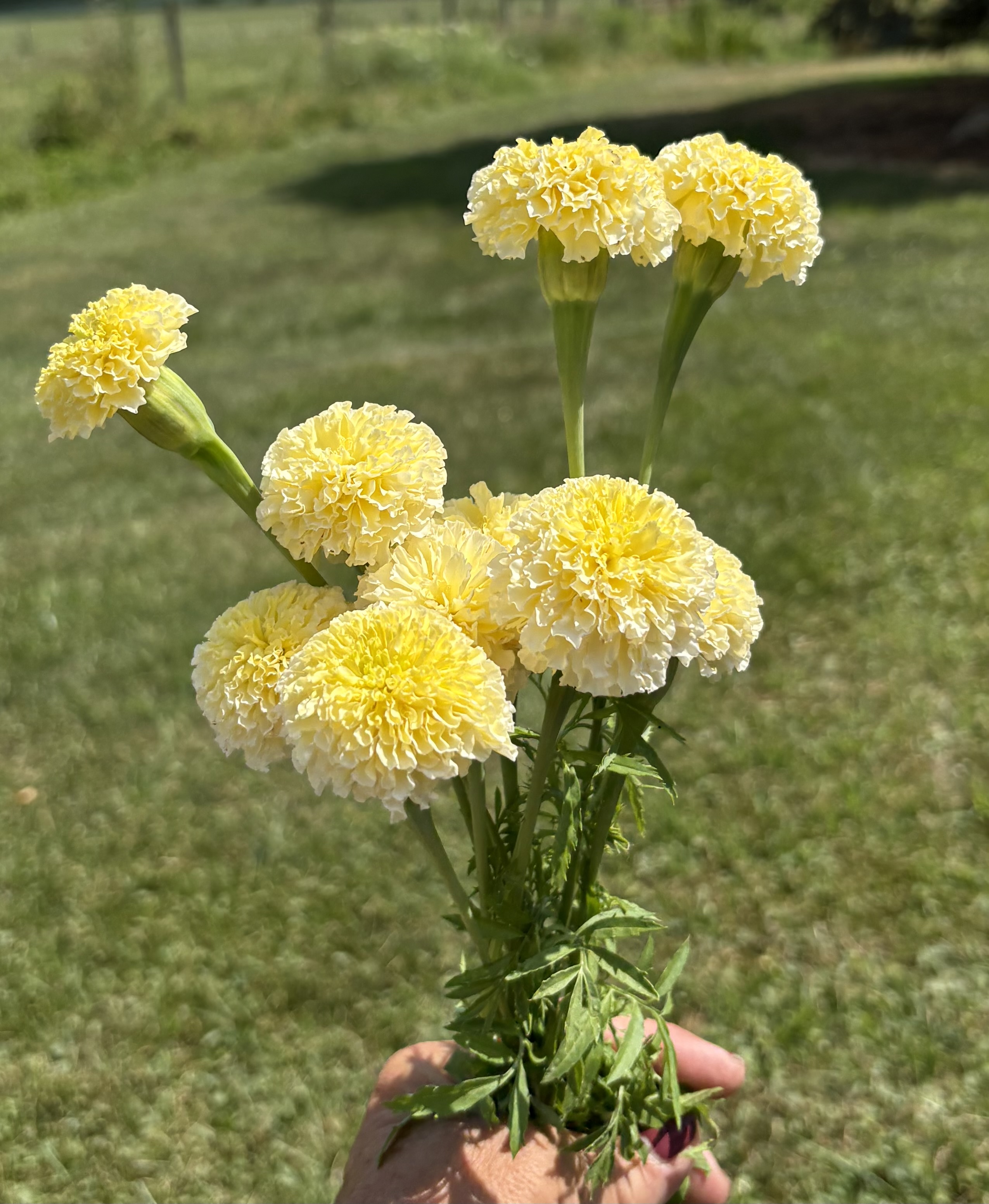 TAGETES erecta White Swan