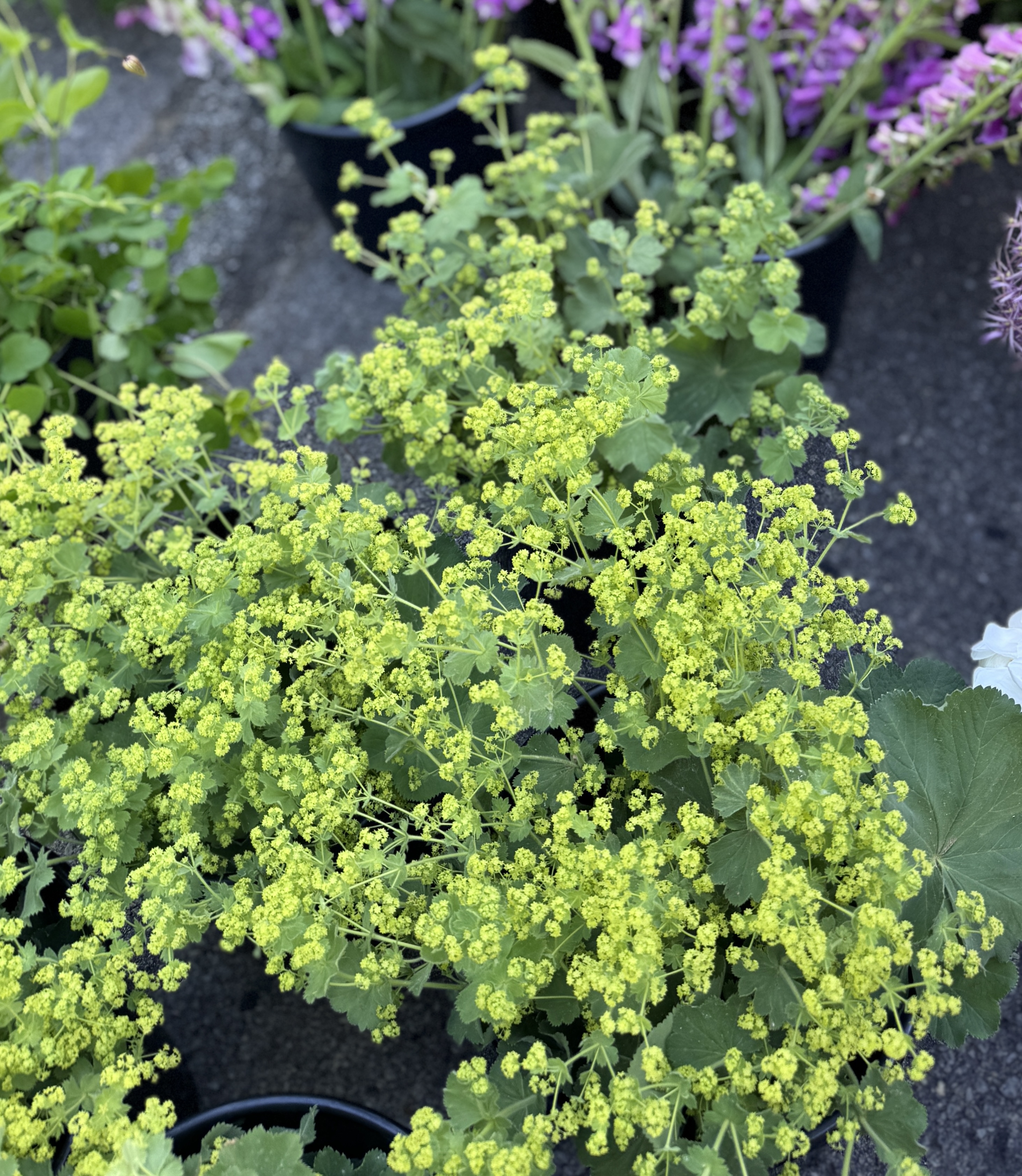 ALCHEMILLA mollis