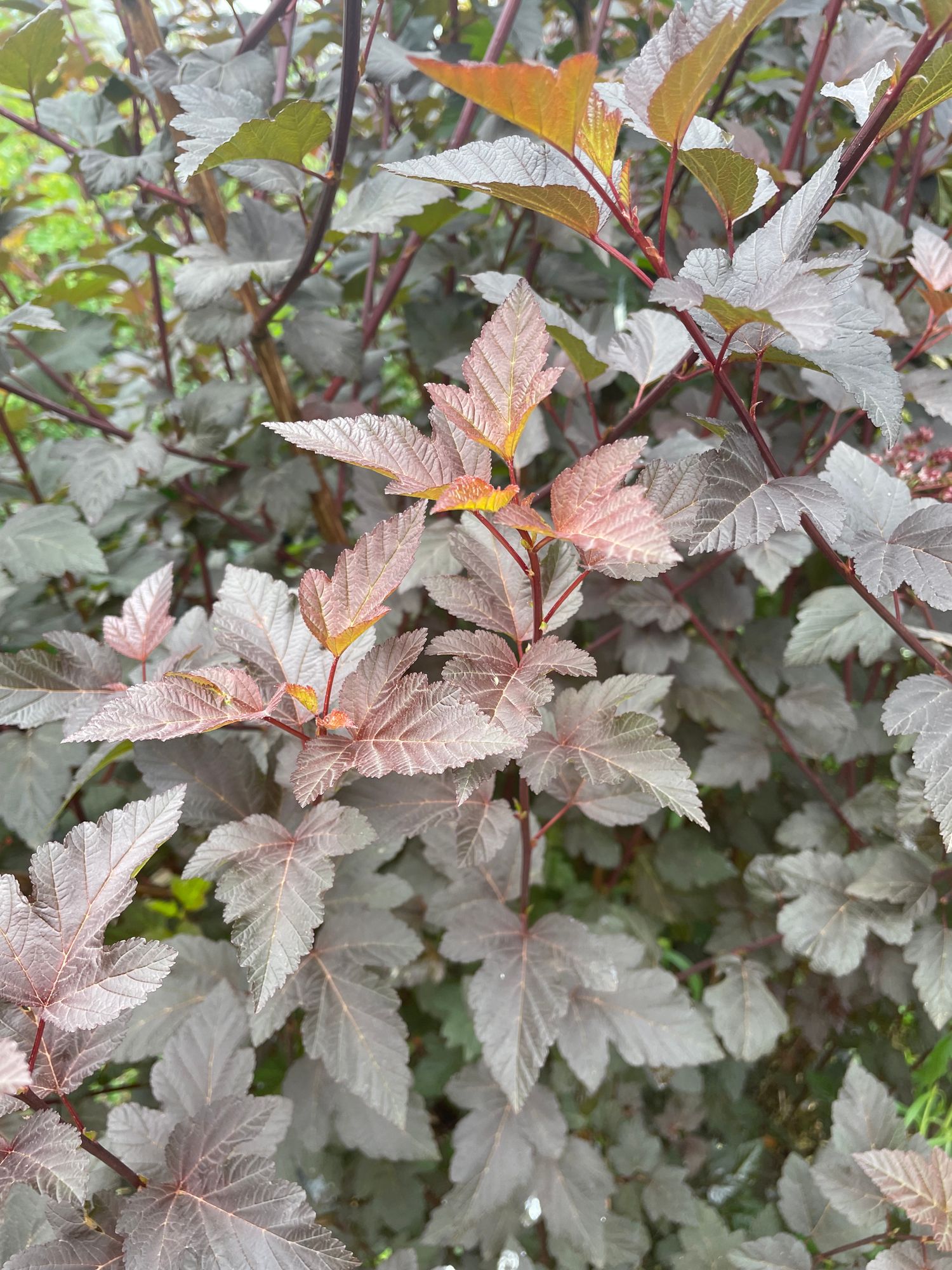 PHYSOCARPUS opulifolius