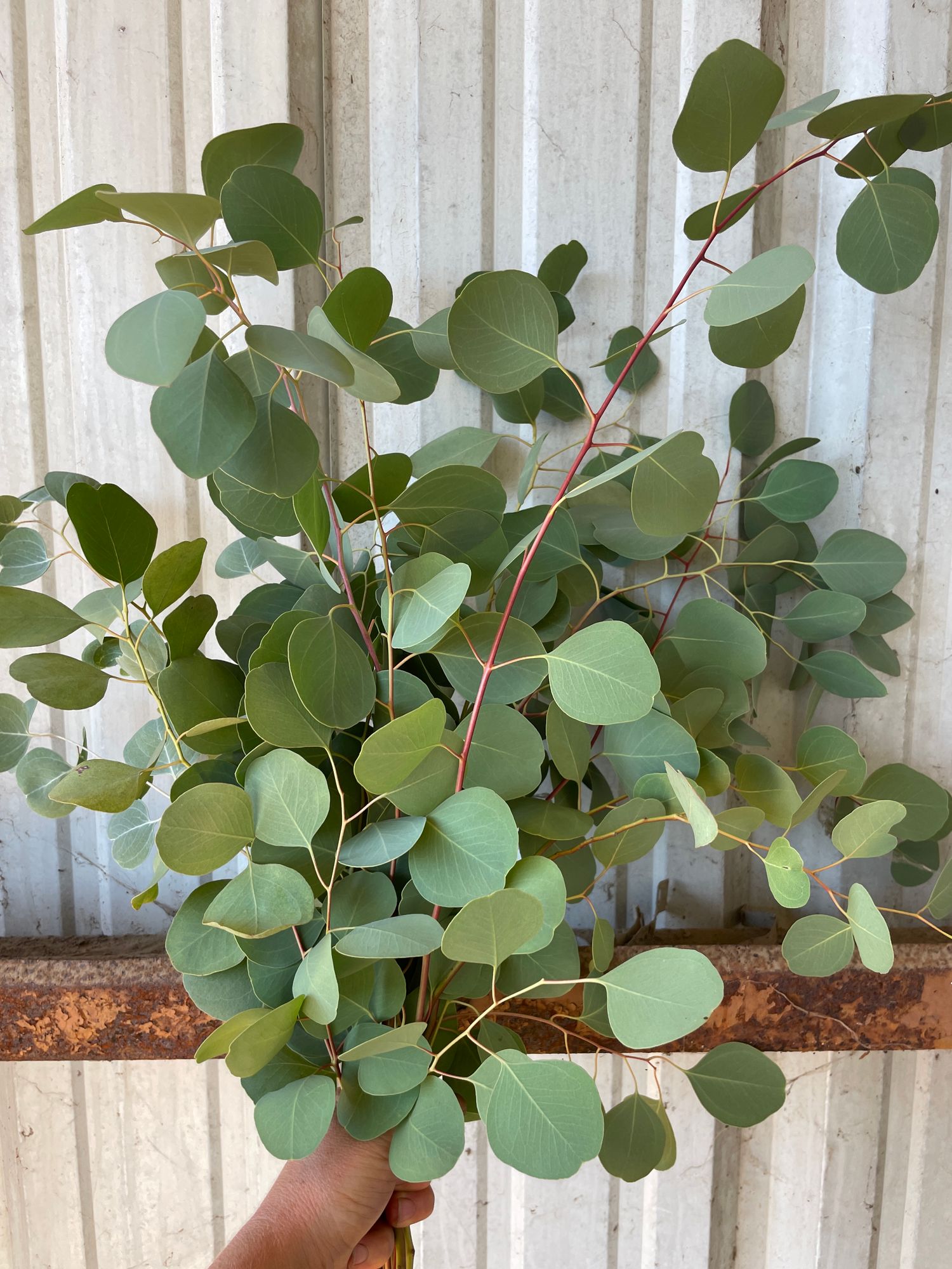 EUCALYPTUS polyanthemos
