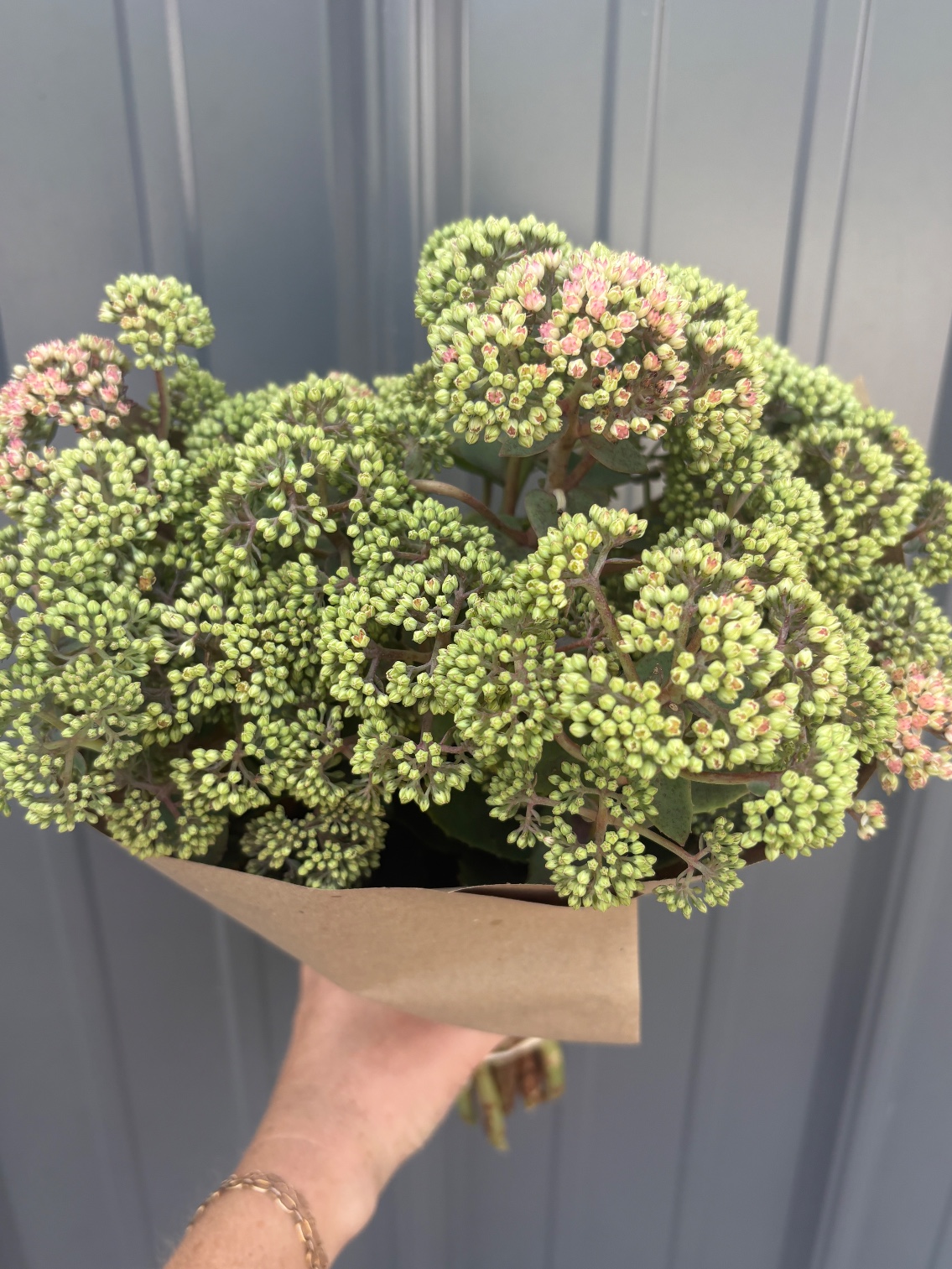 SEDUM x Coraljade