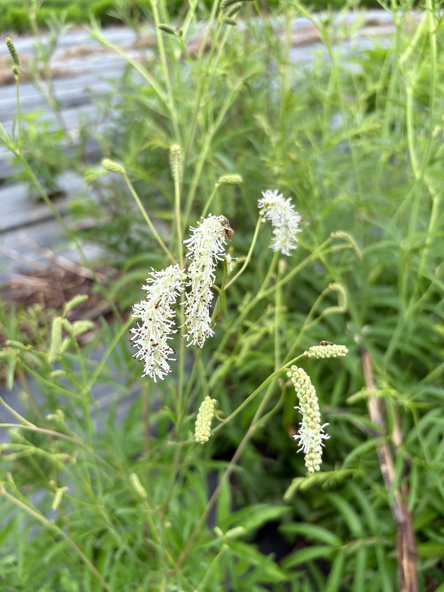 SANGUISORBA officinalis