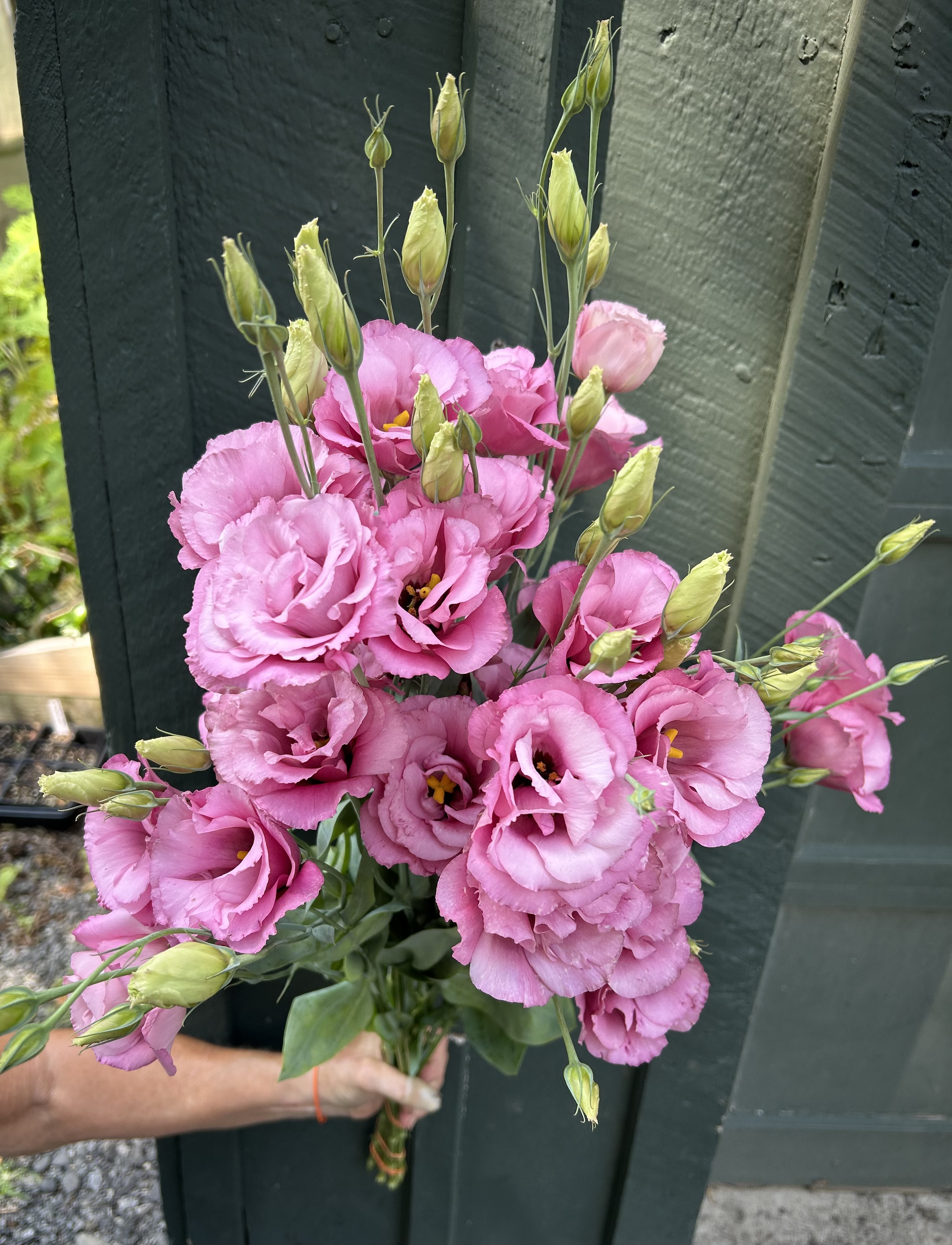 EUSTOMA grandiflorum Advantage Cherry Sorbet