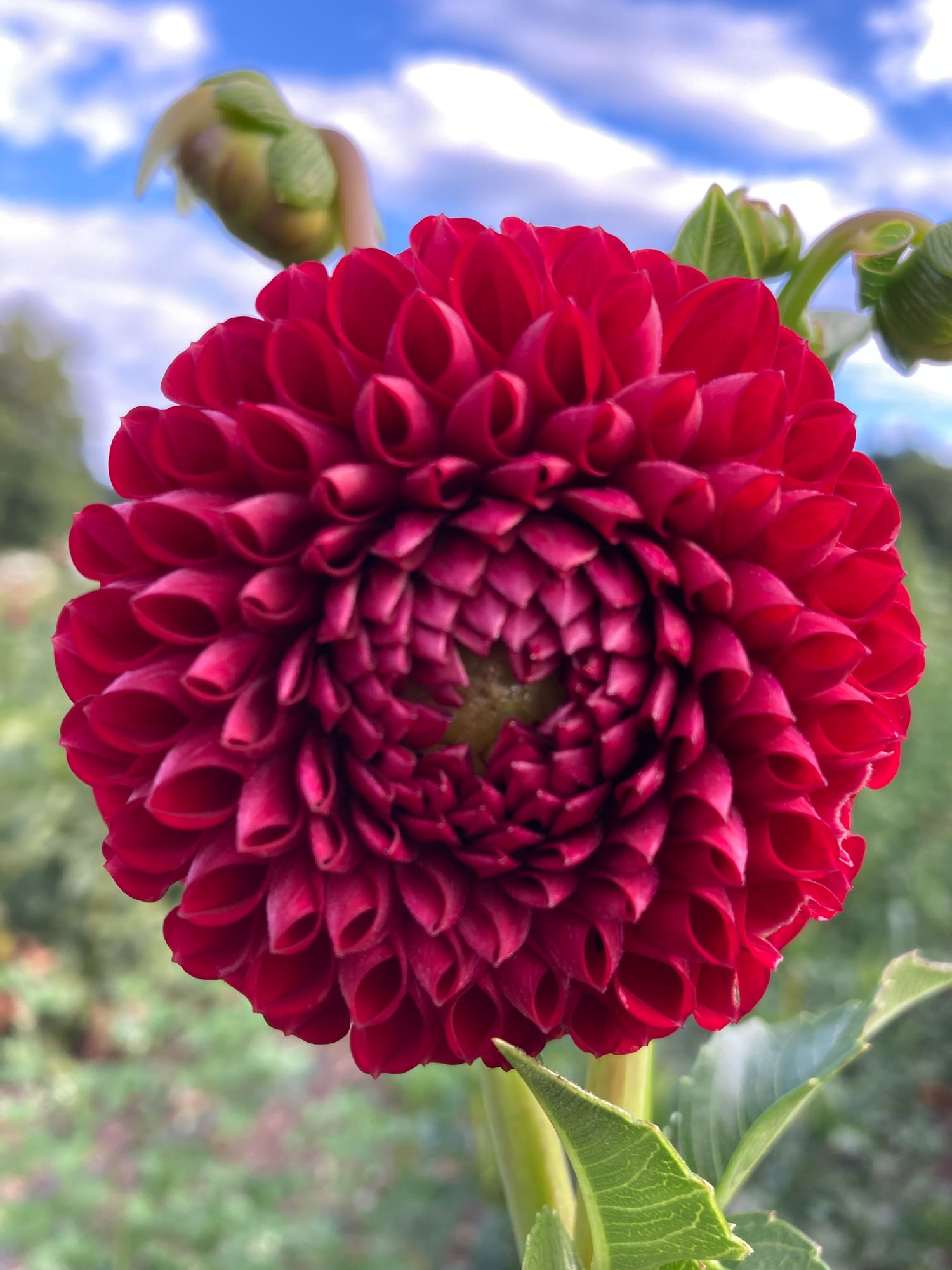 DAHLIA Cornel