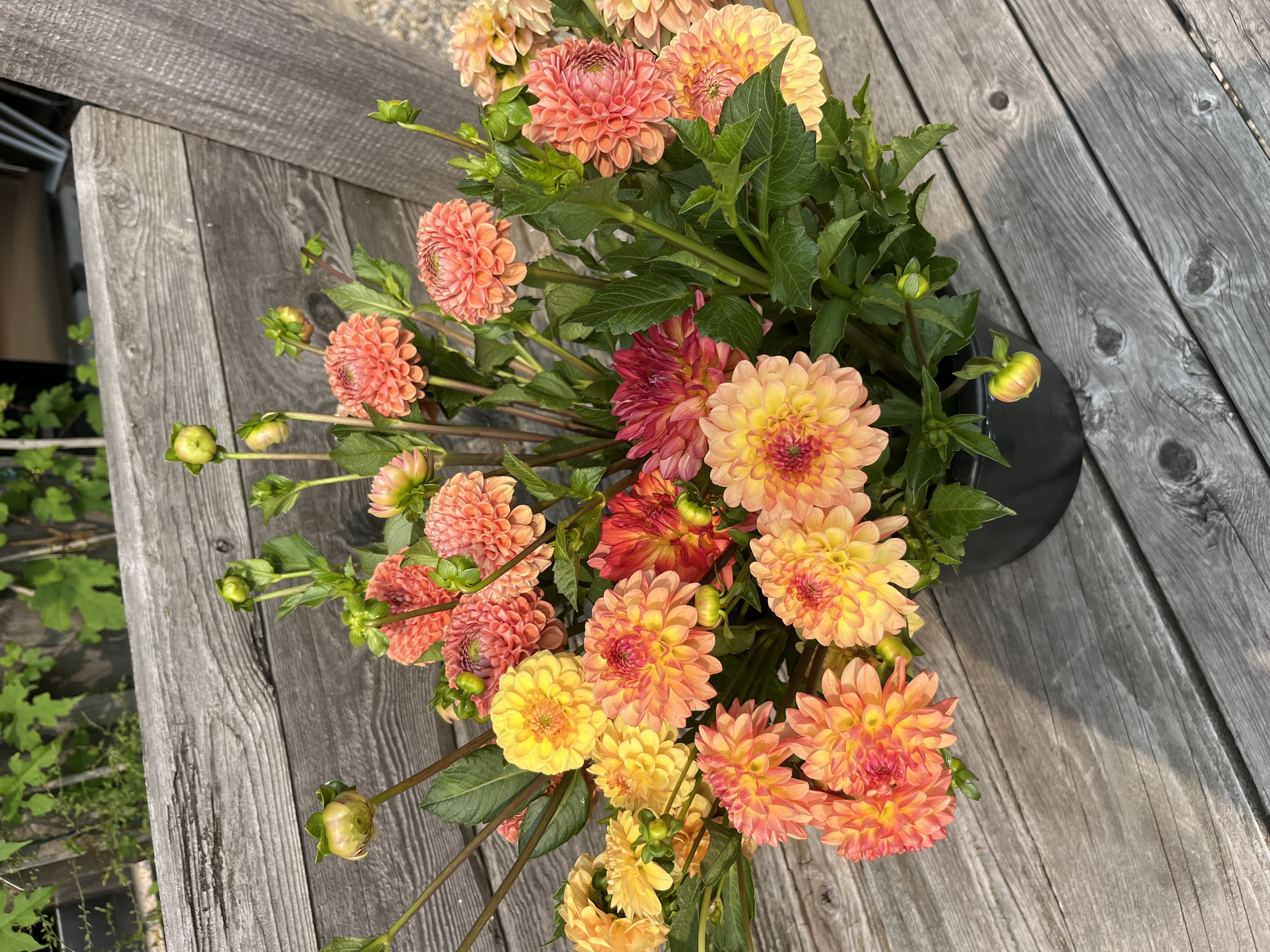 DAHLIA BULK PACK Farmers Choice brights