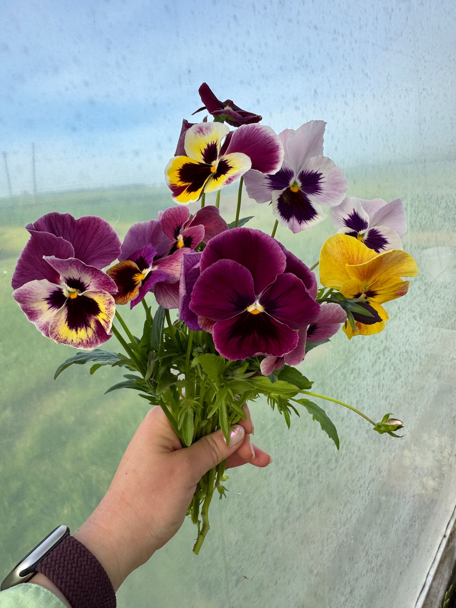VIOLA