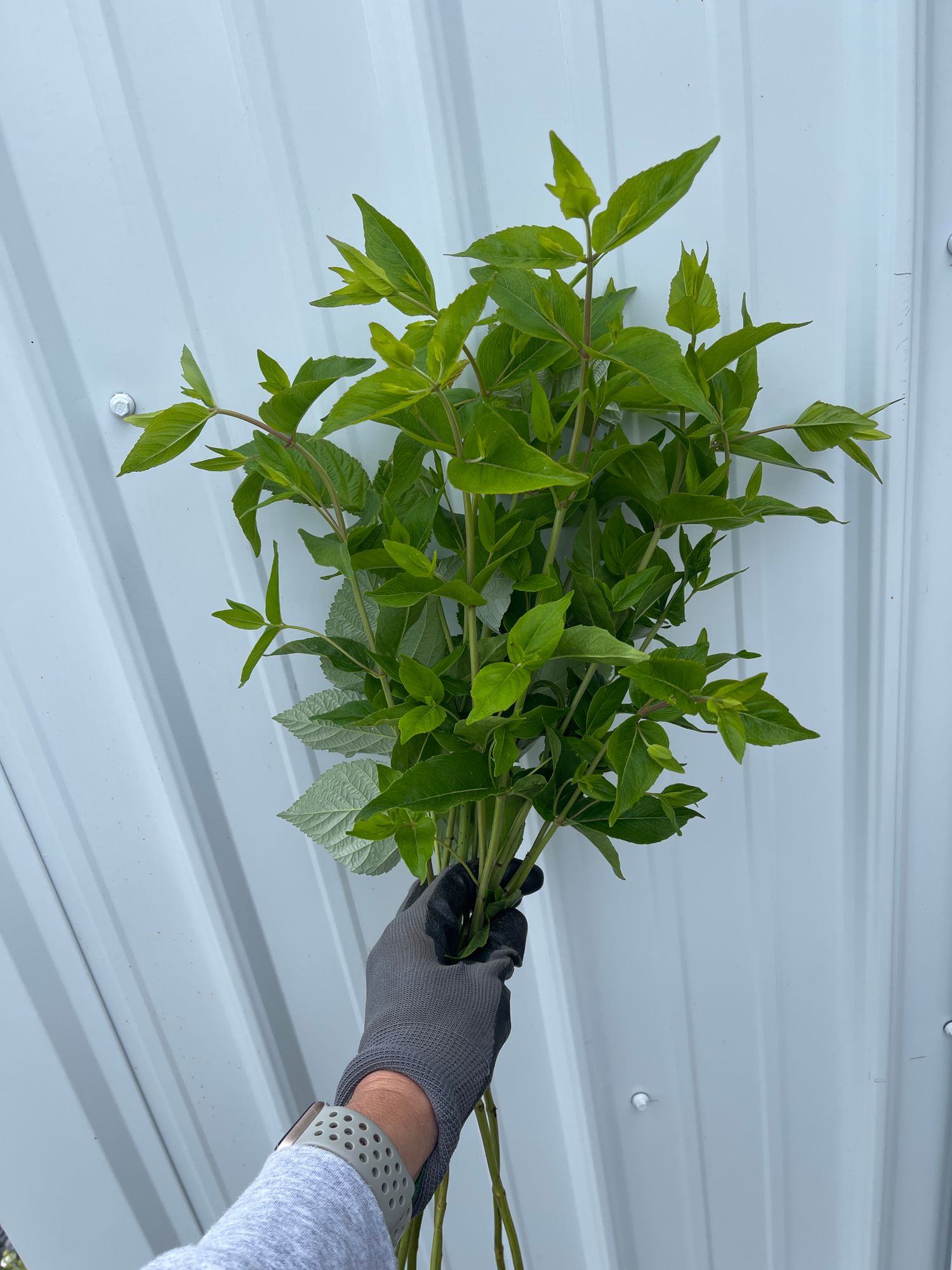 PYCNANTHEMUM muticum