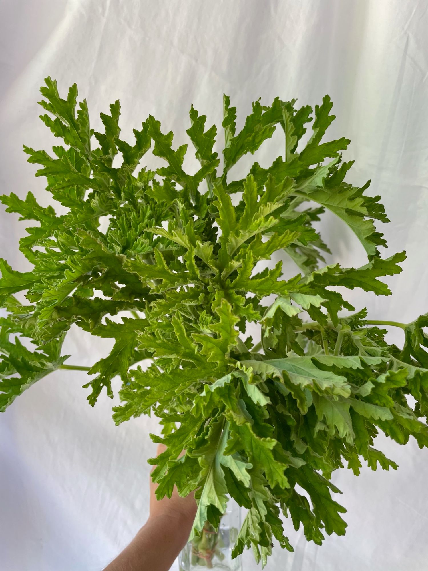 PELARGONIUM x hortorum