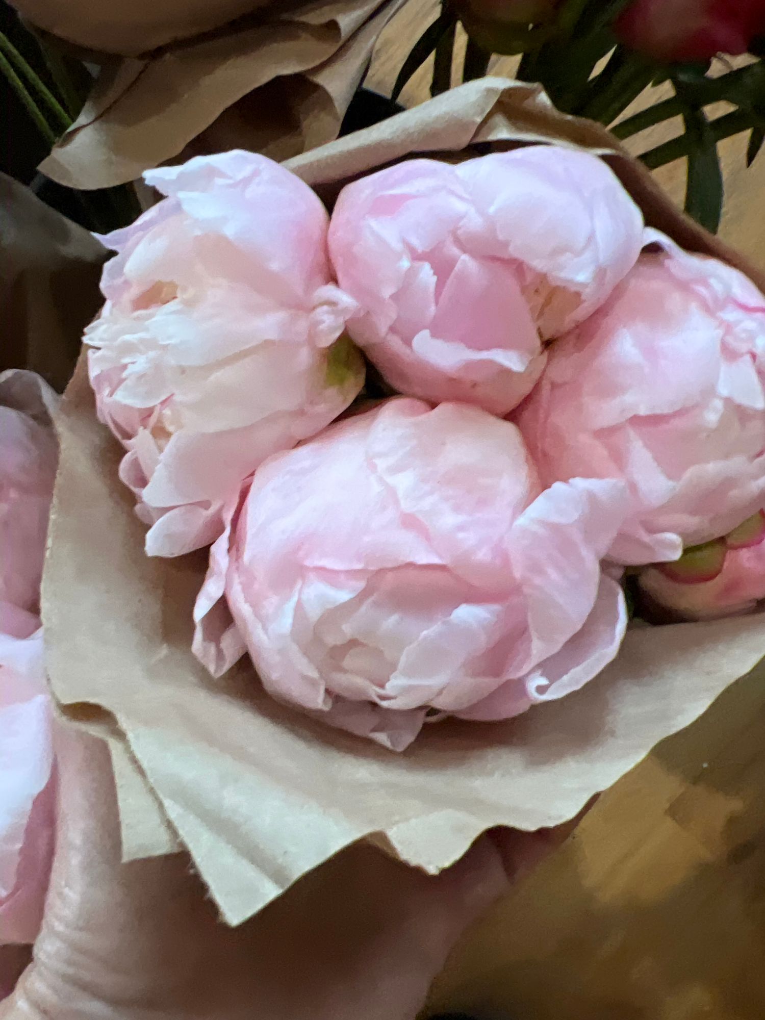 PAEONIA