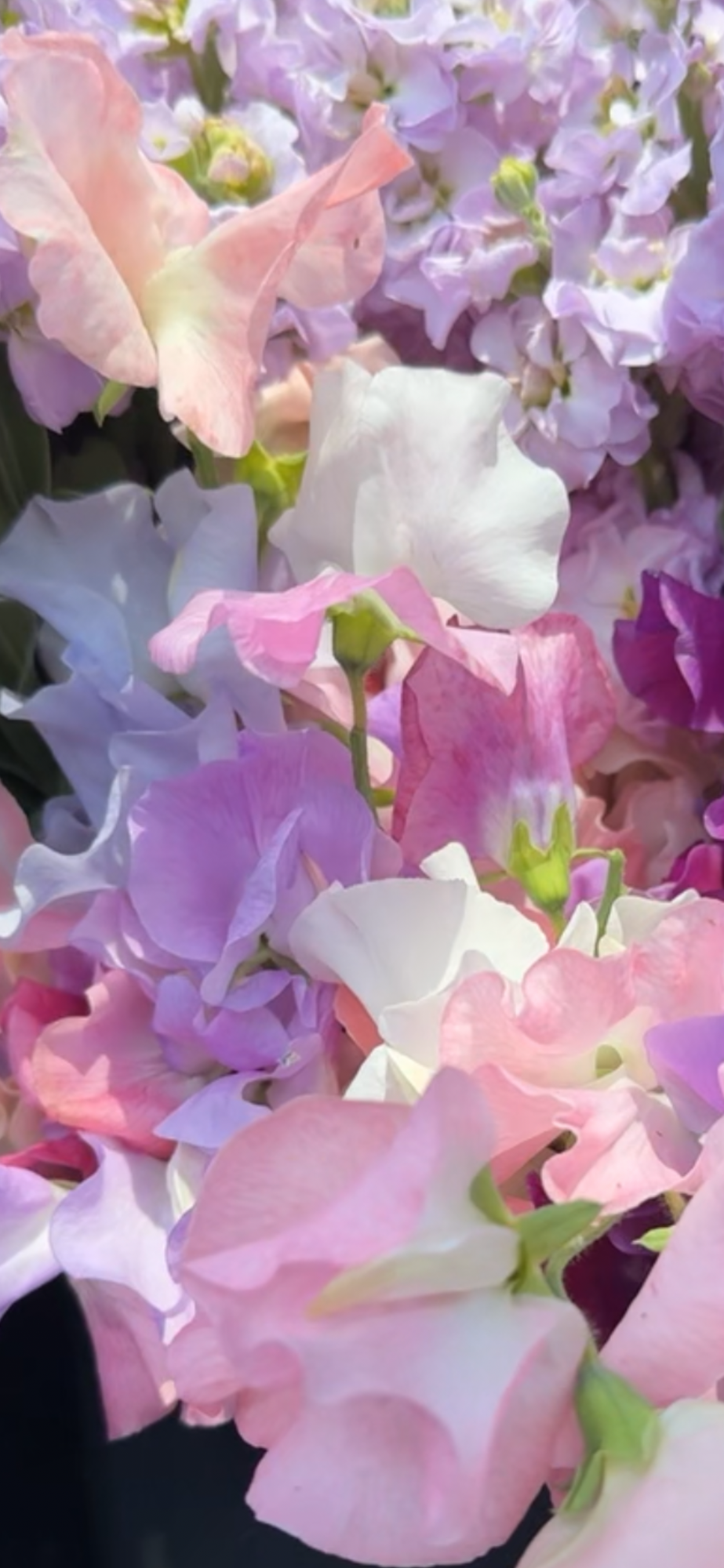 LATHYRUS odoratus Castlewellan