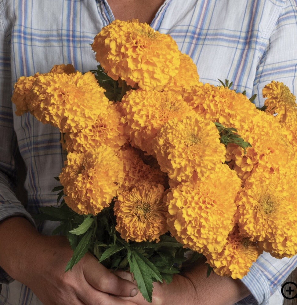 TAGETES erecta Coco Gold