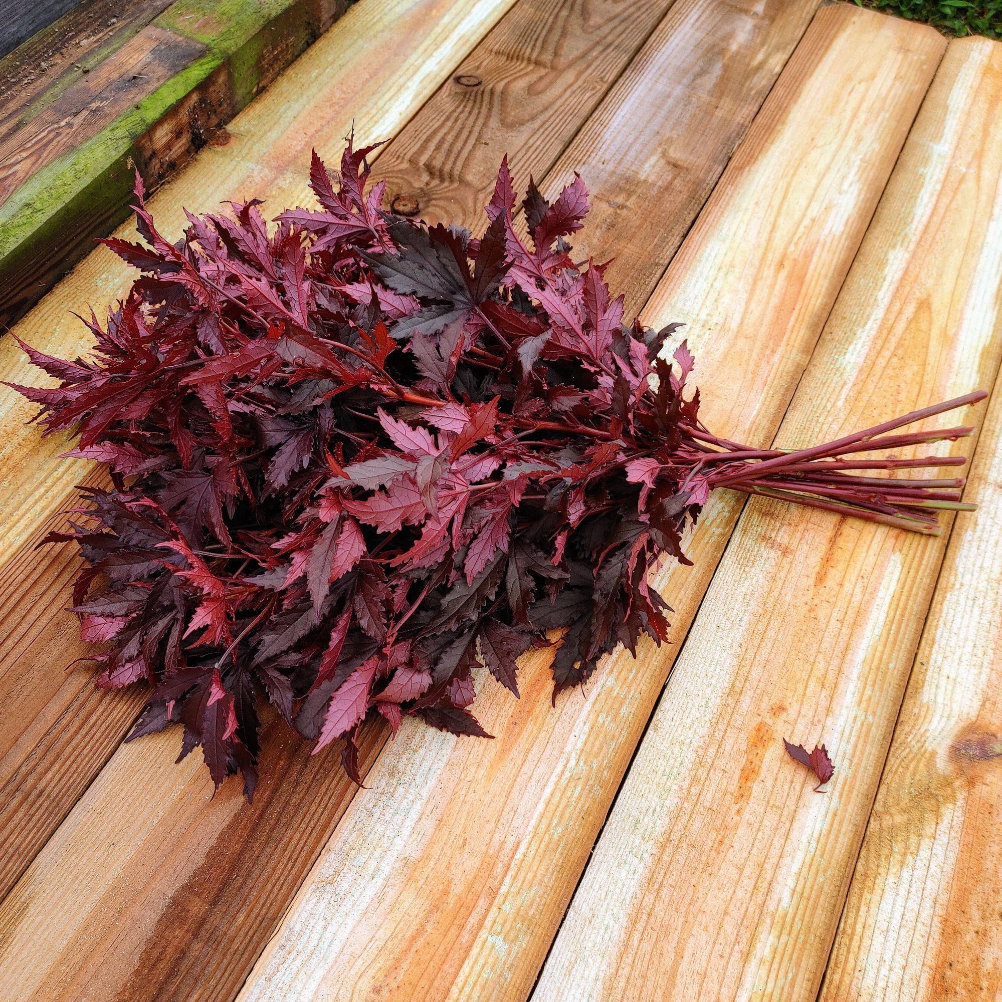 HIBISCUS acetosella