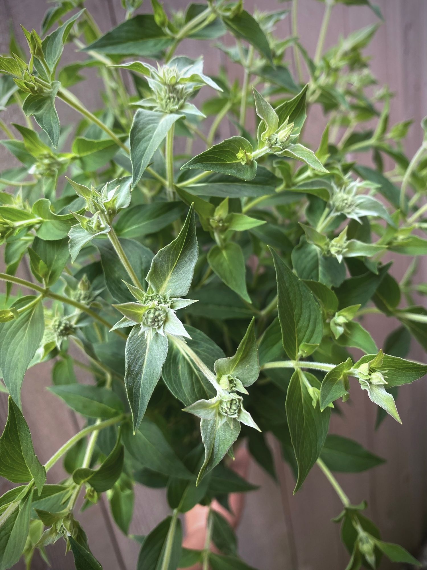 PYCNANTHEMUM muticum