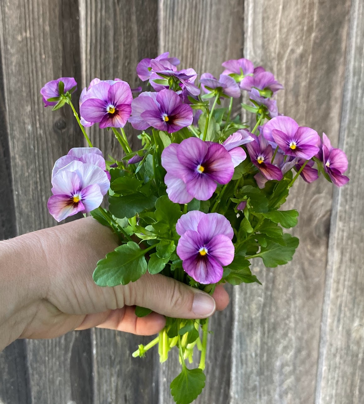 VIOLA cornuta Floral Power Plum Antique