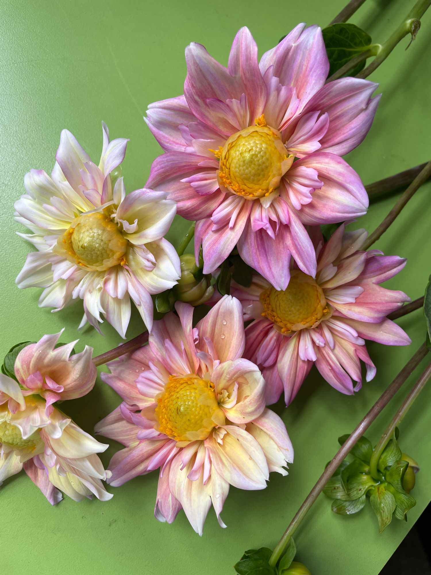 DAHLIA Appleblossom