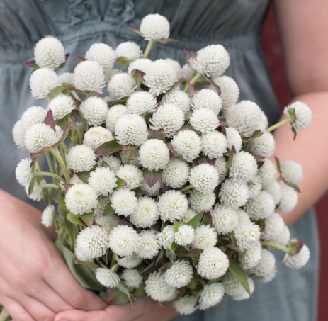 GOMPHRENA globosa Audray
