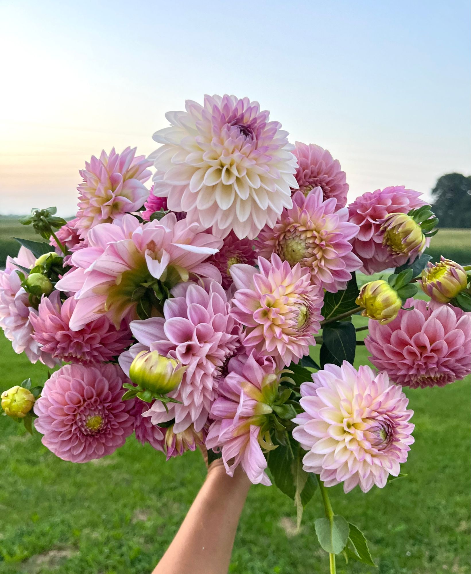 DAHLIA Ball