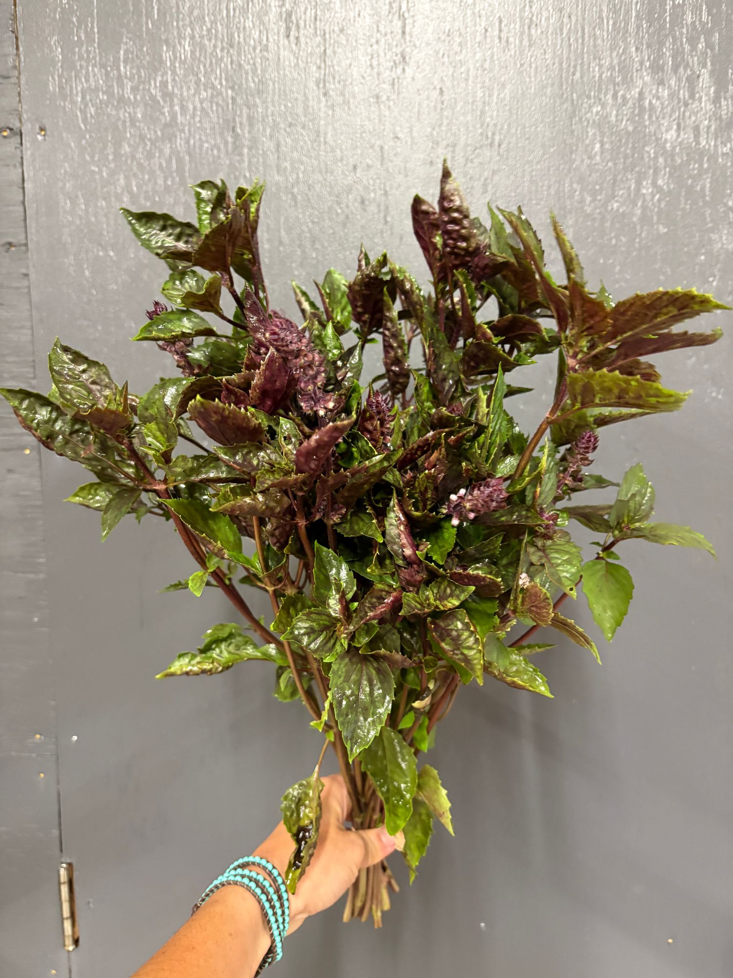 OCIMUM basilicum Aromatto