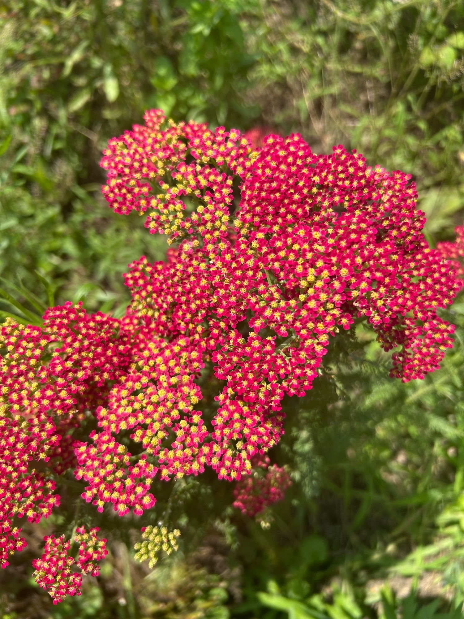 ACHILLEA millefolium