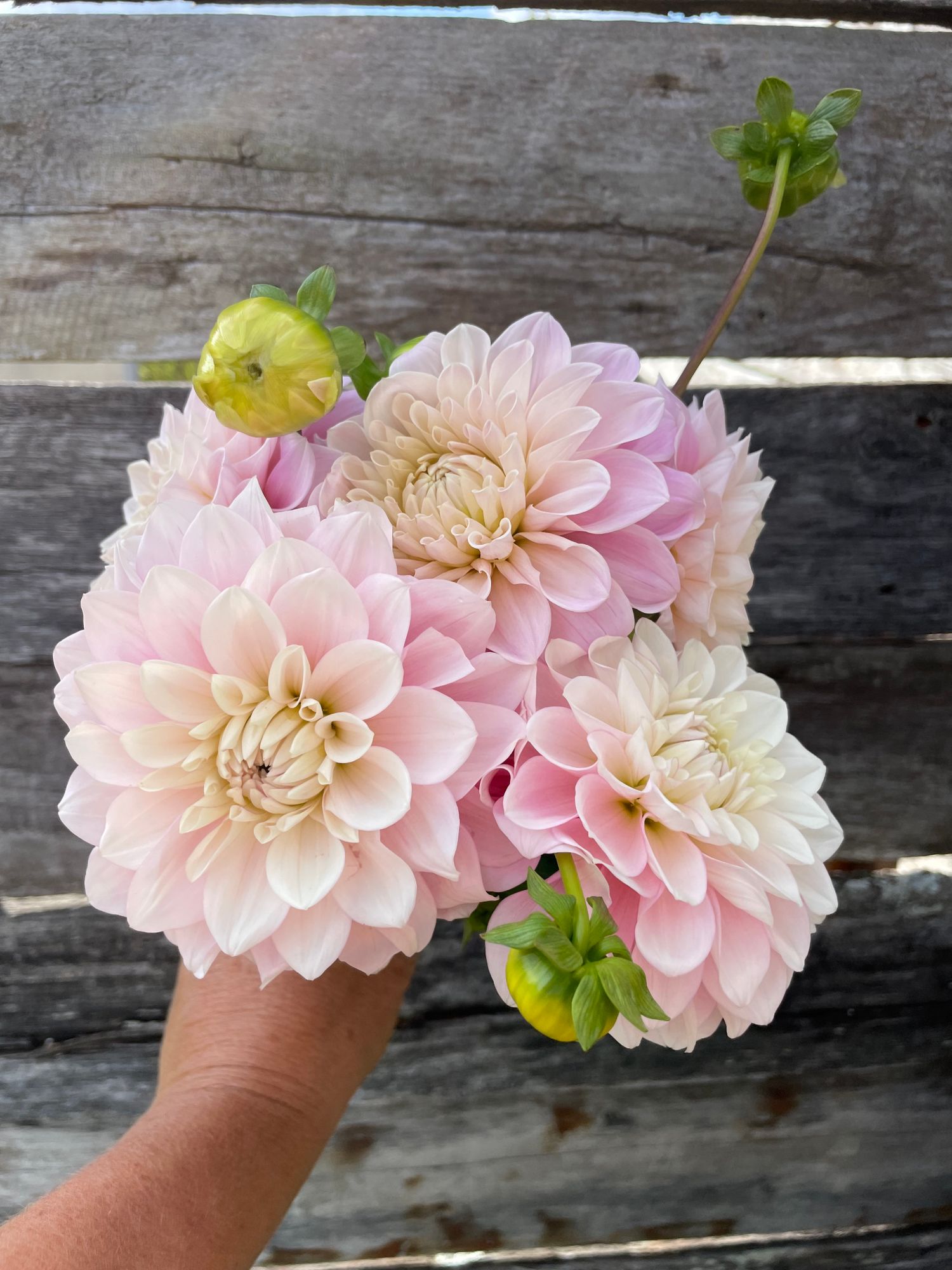 DAHLIA Sweet Nathalie