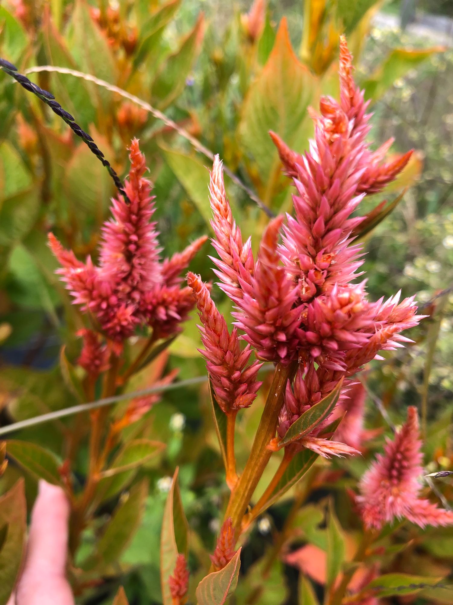 CELOSIA argentea spicata Celway Terracotta