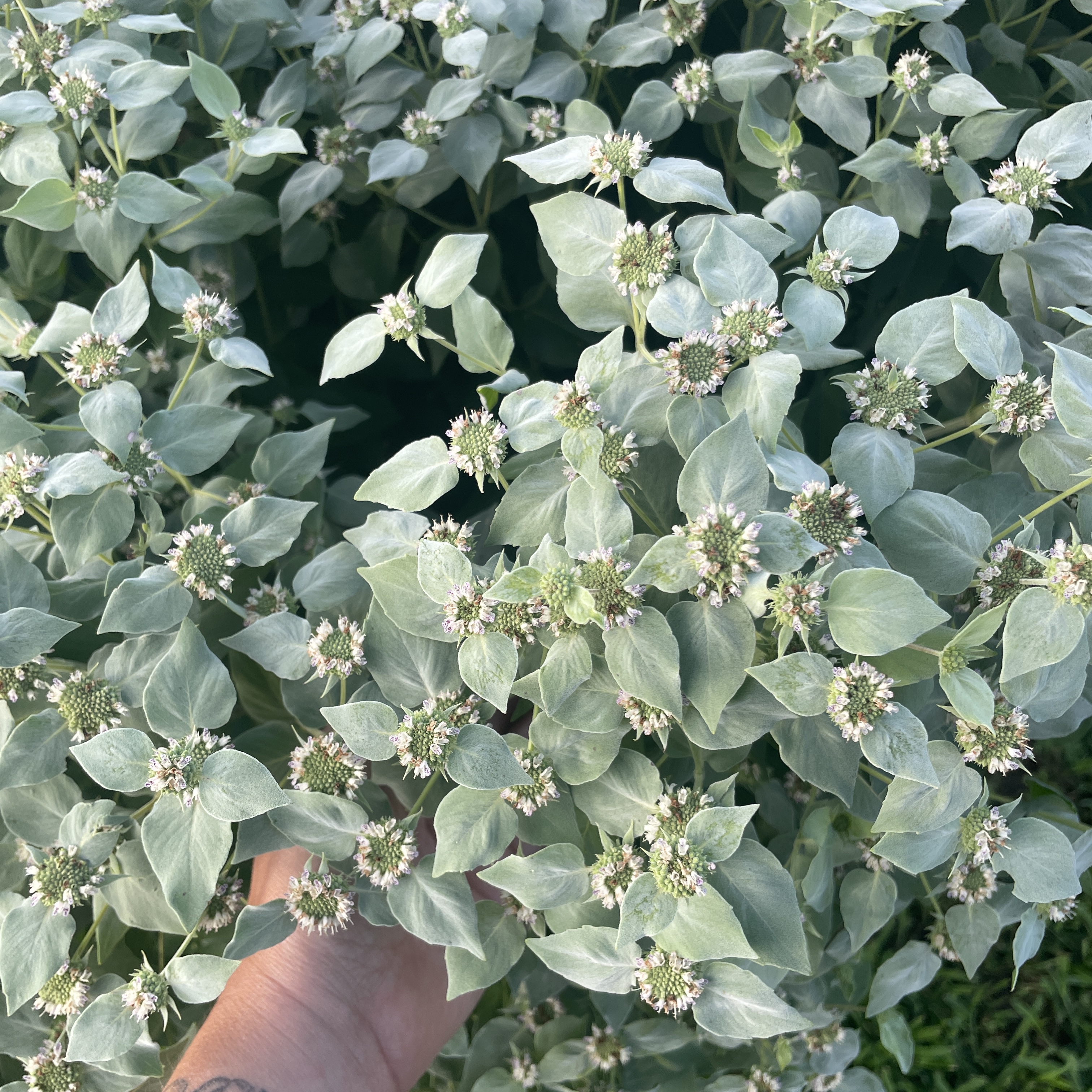 PYCNANTHEMUM muticum